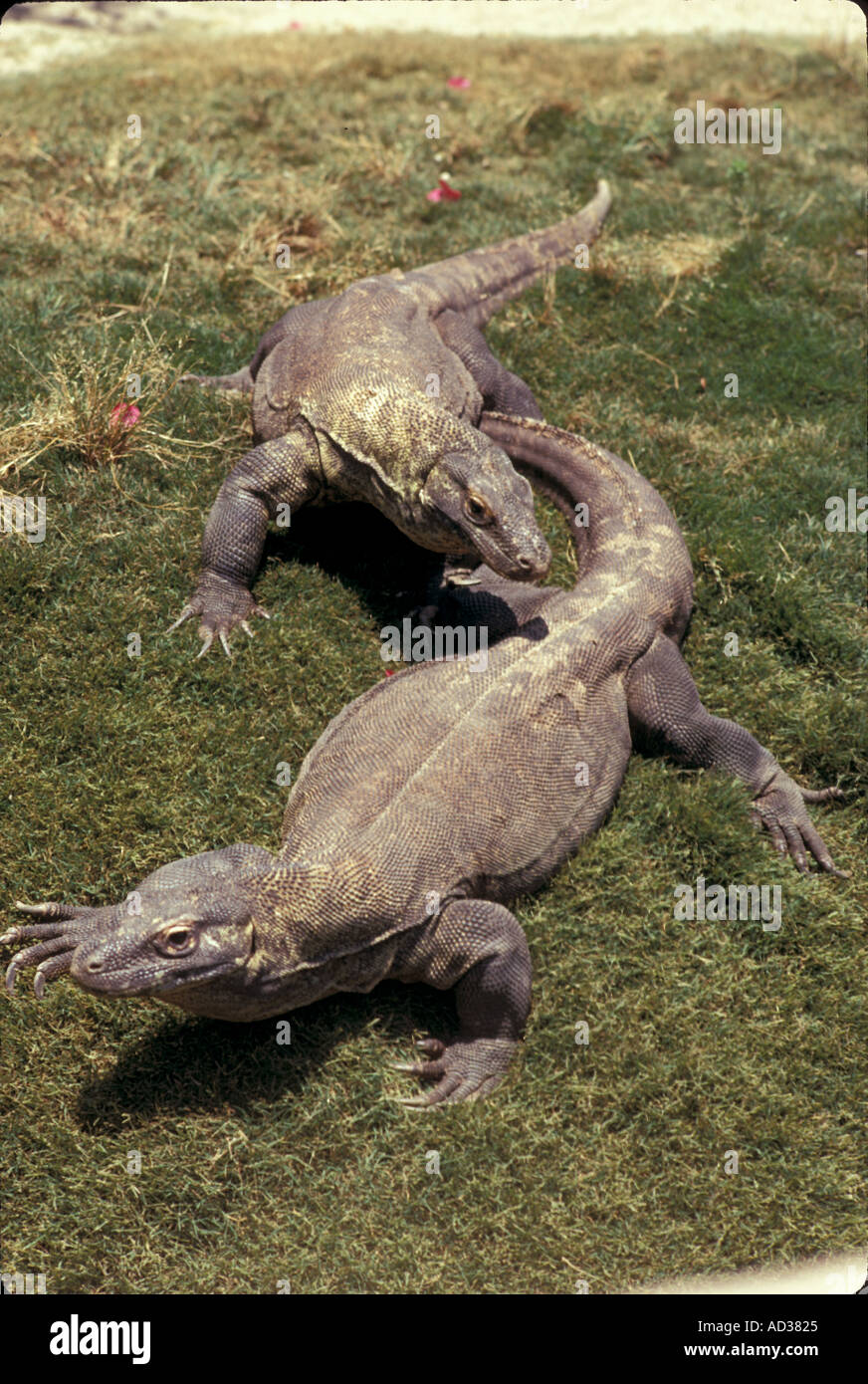 Reptile Lizard Komodo dragon Stock Photo - Alamy