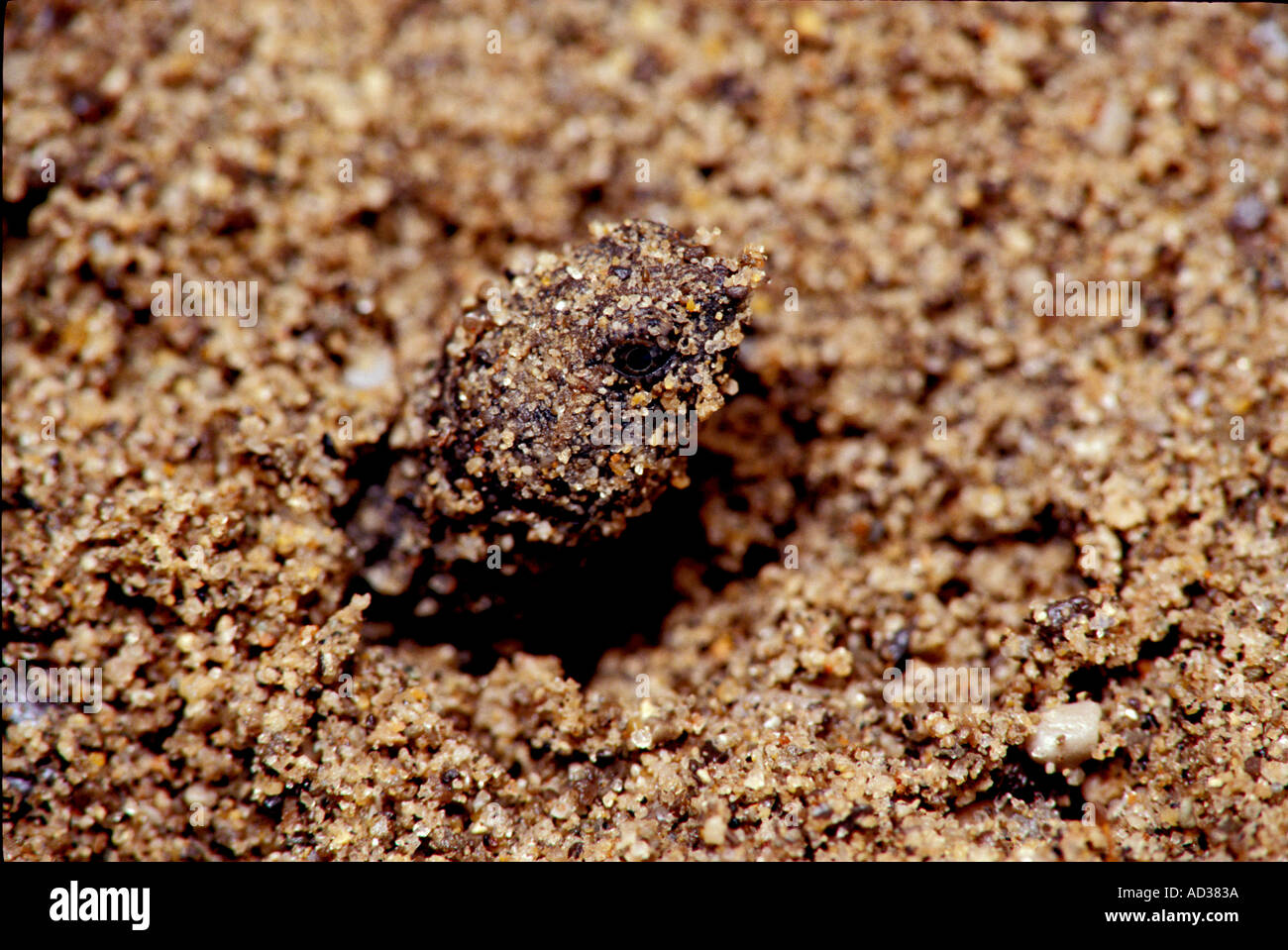 Young snapping turtle hi-res stock photography and images - Alamy