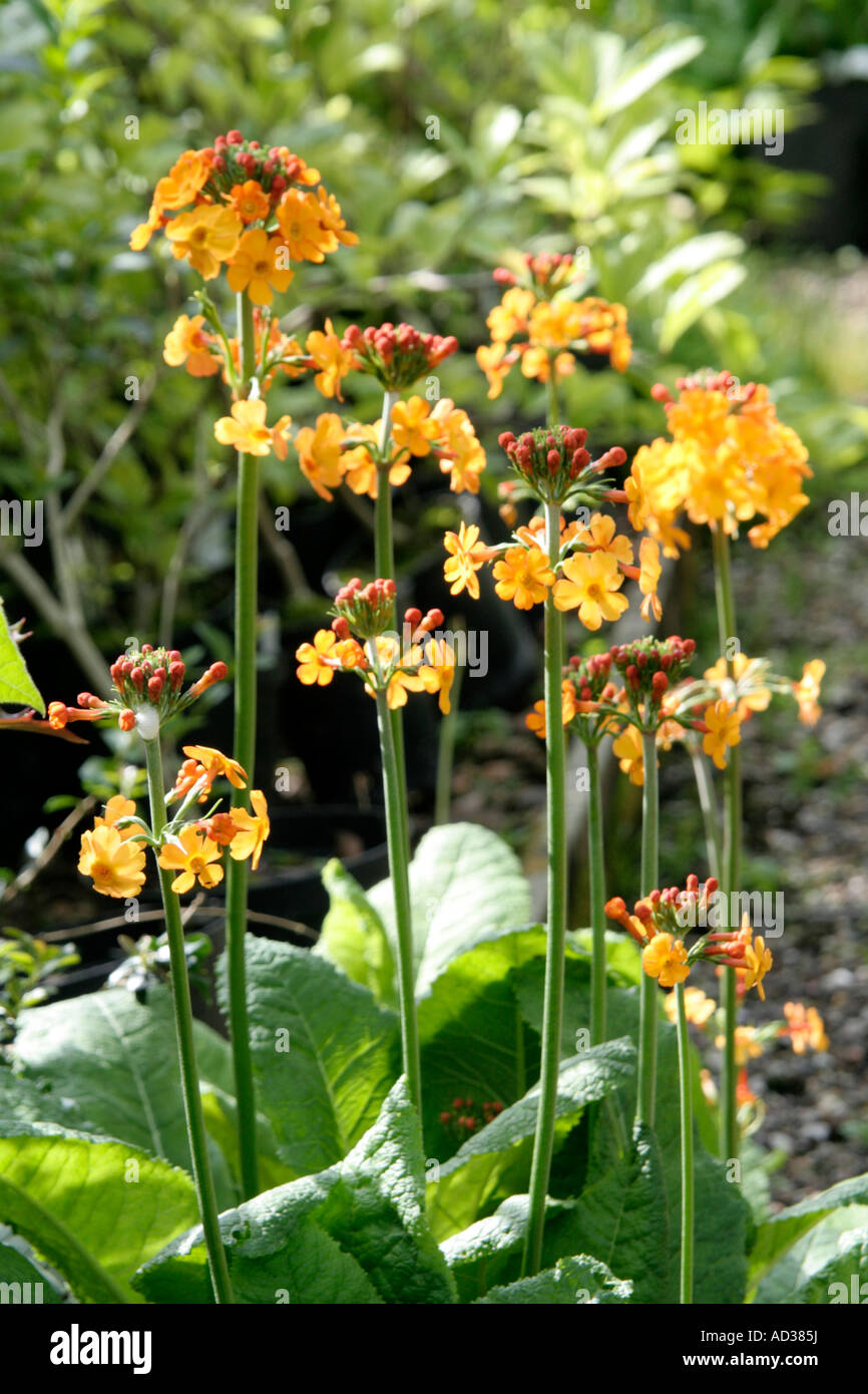 Primula bulleyana has clear orange blooms in late spring and likes a moist soil Stock Photo
