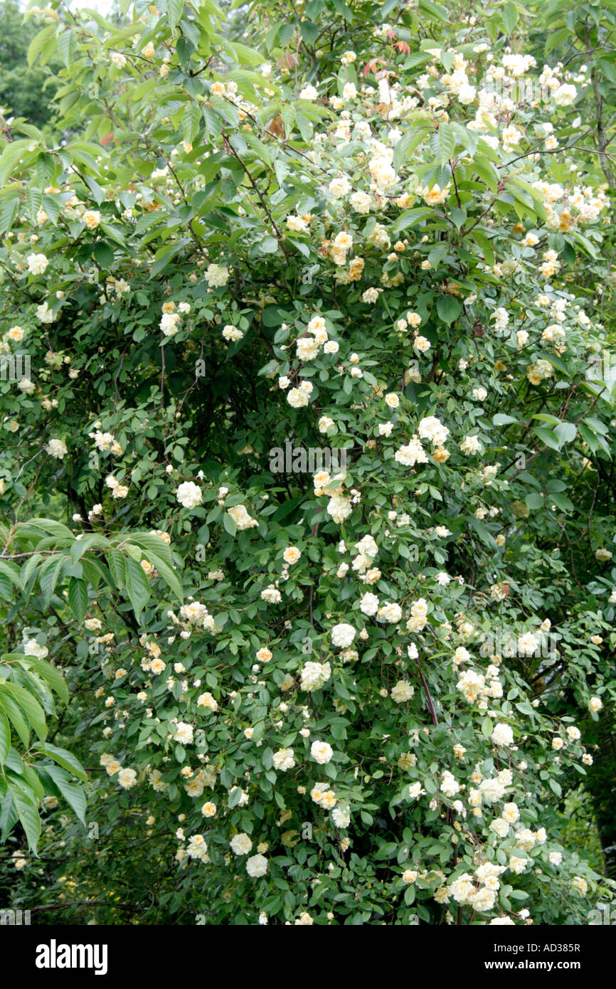 Rosa Malvern Hills is an Austin rambling rose suitable for cllimbing into a tree and grows to about 5 metres Stock Photo