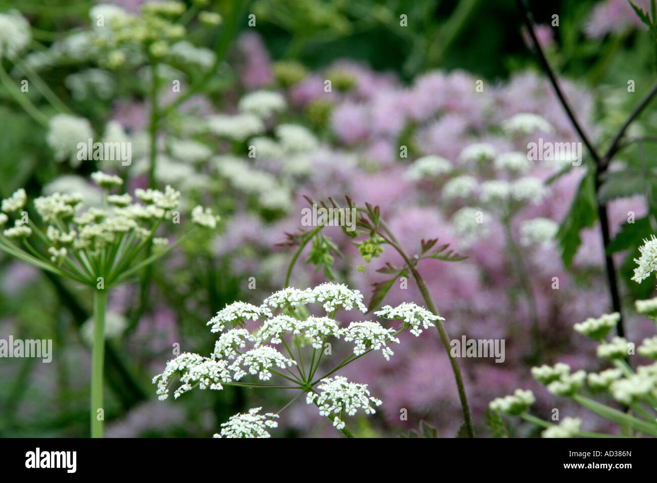 Anthriscus sylvestris with the candyfloss puffs of Thalictrum aquilegiafolium and umbels of Oenanthe crocata Stock Photo