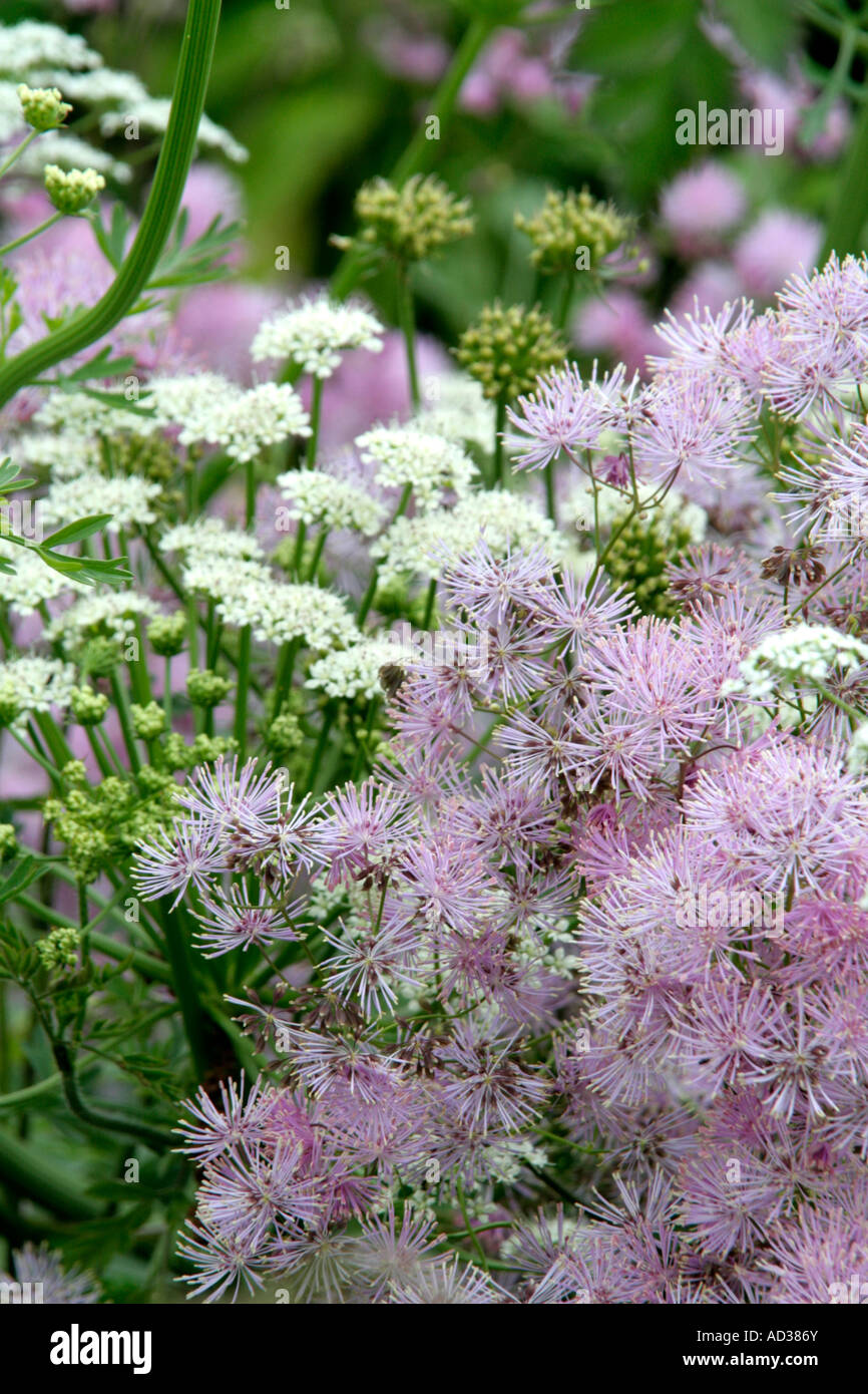 The candyfloss puffs of Thalictrum aquilegiafolium with umbels of Oenanthe crocata Stock Photo