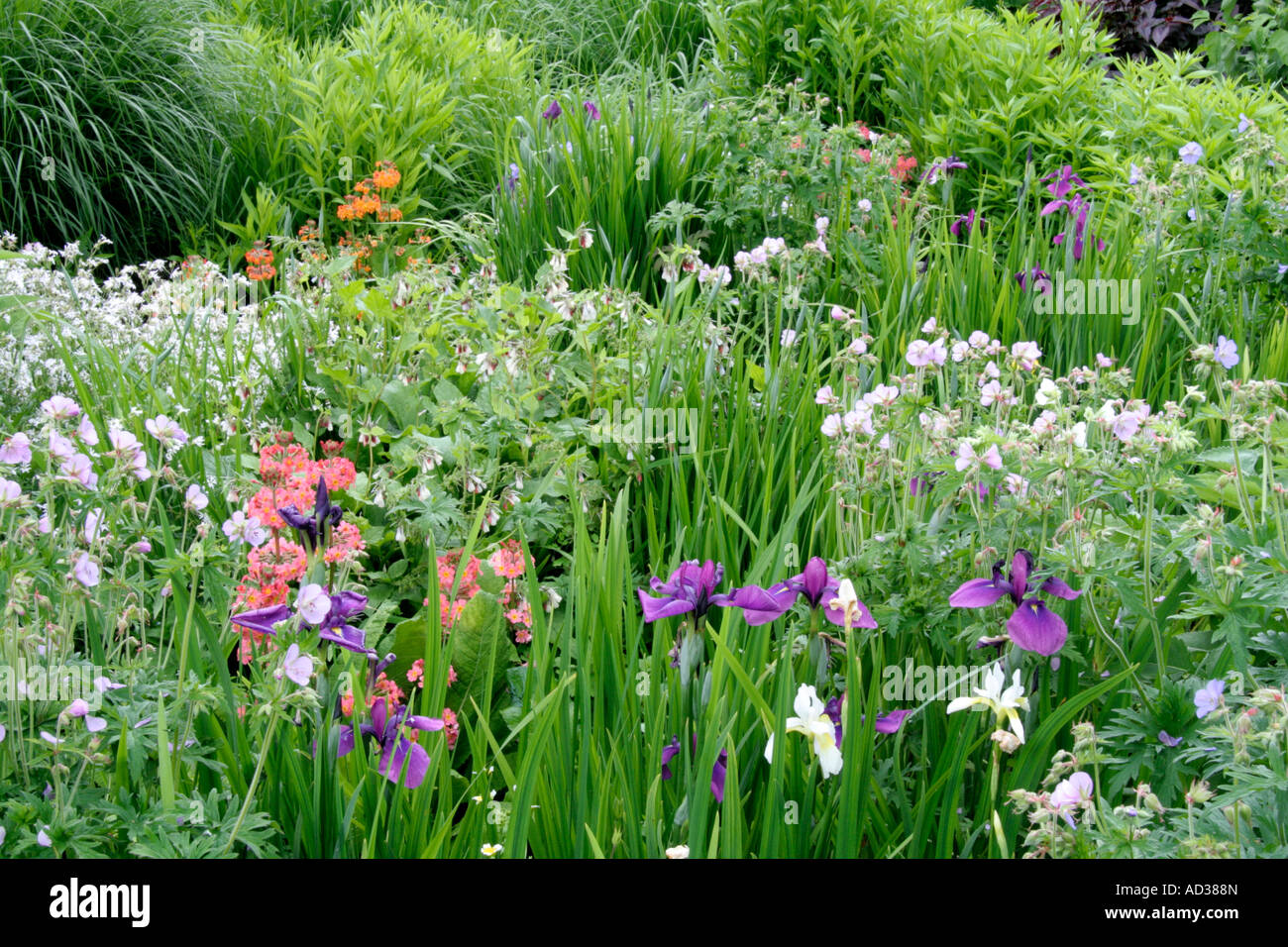 Geranium garden iris hi-res stock photography and images - Alamy