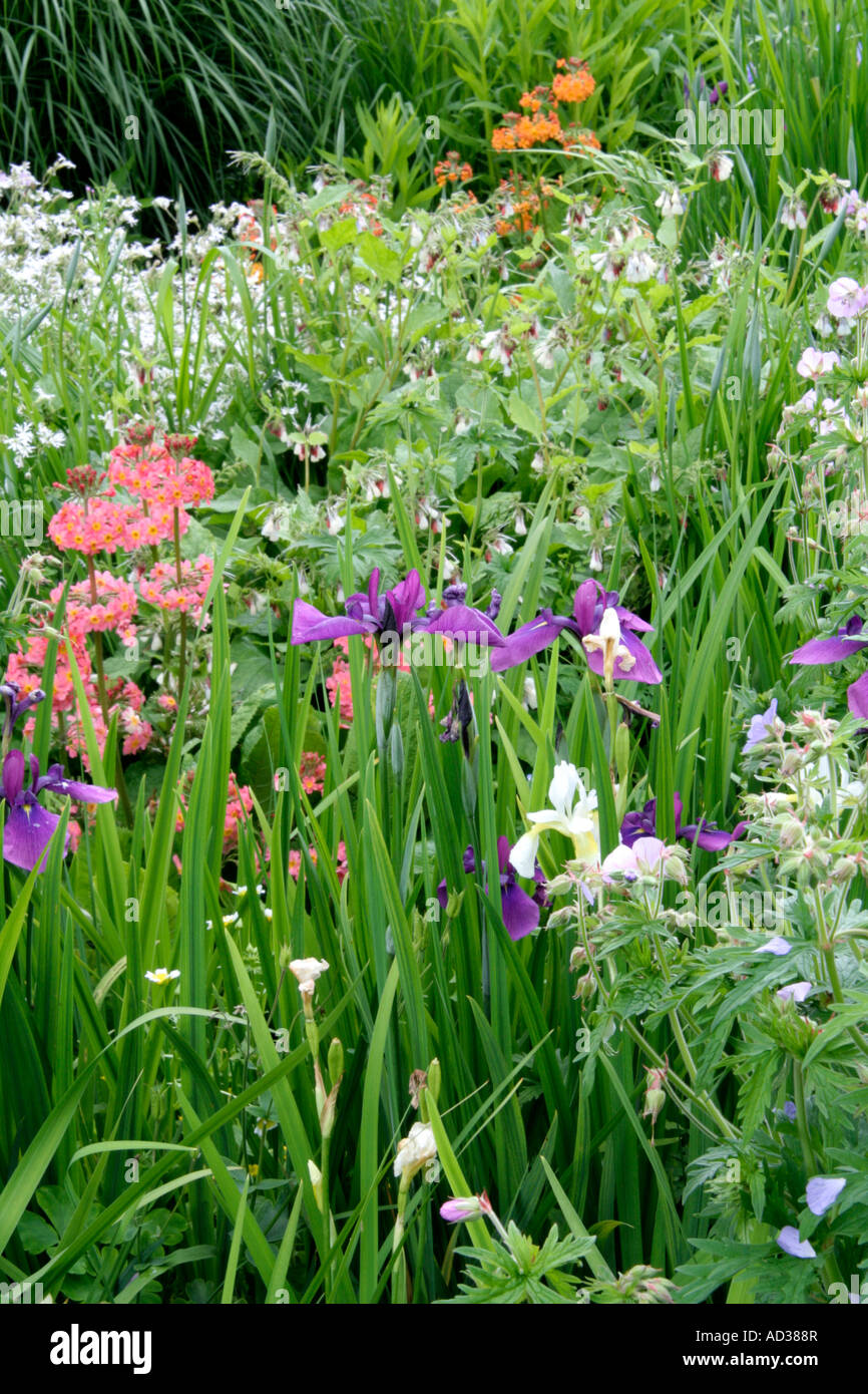 Iris ensata candelabra primroses Geranium pratense and the white form of ragged robin Stock Photo
