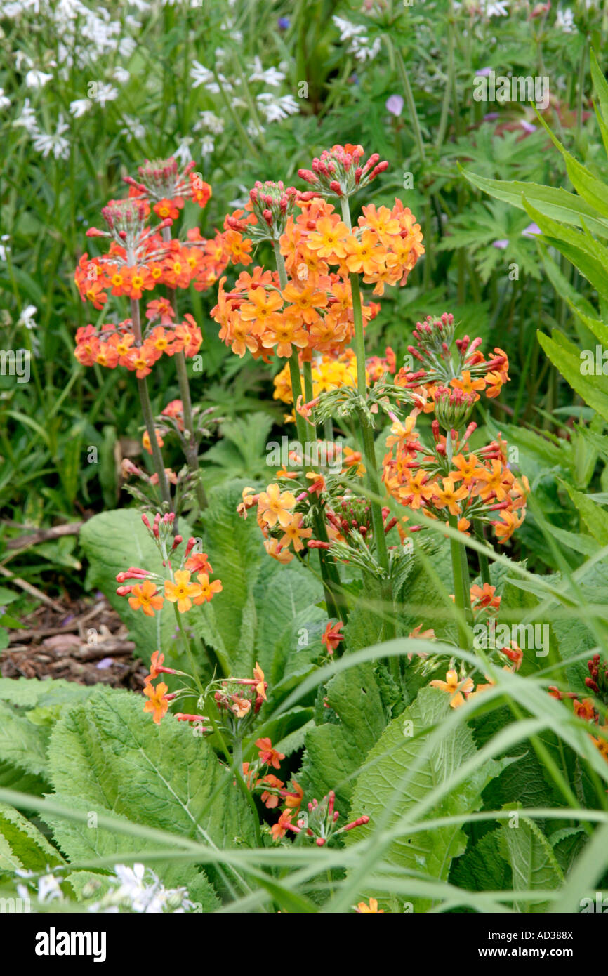 Candelabra primula hybrids in the wet garden at Holbrook Stock Photo