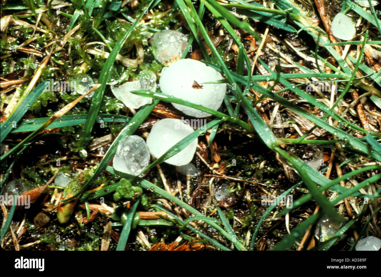 Whitestone Raining Weather Rain Hailstones Stock Photo - Alamy