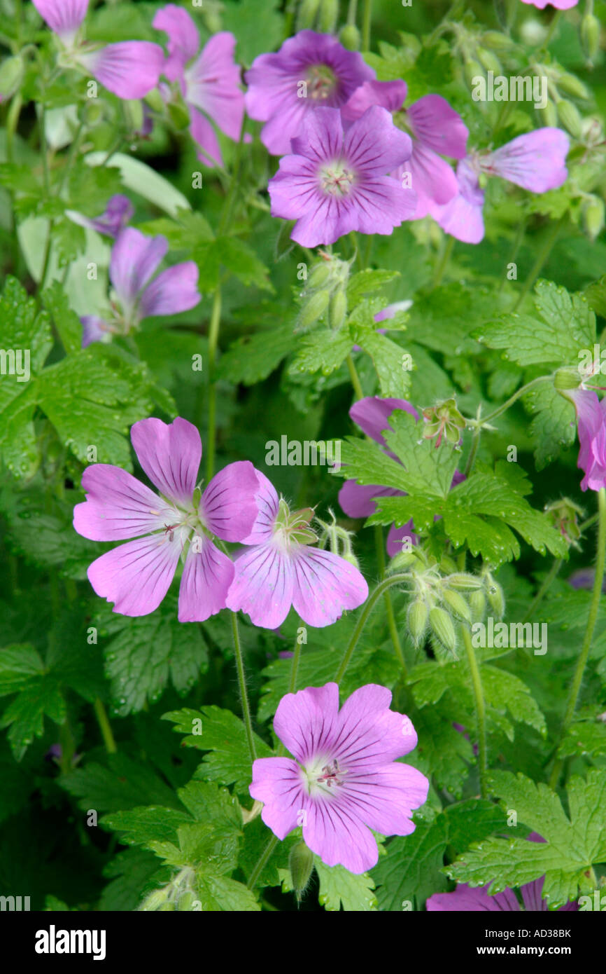 Geranium Sirak AGM starts flowering in late May or Early June Stock Photo