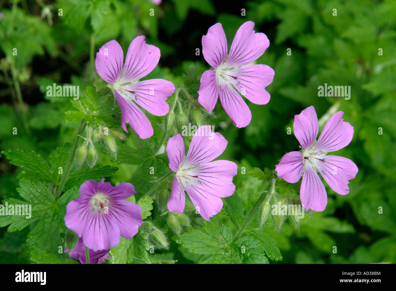 Geranium Sirak AGM starts flowering in late May or Early June Stock Photo