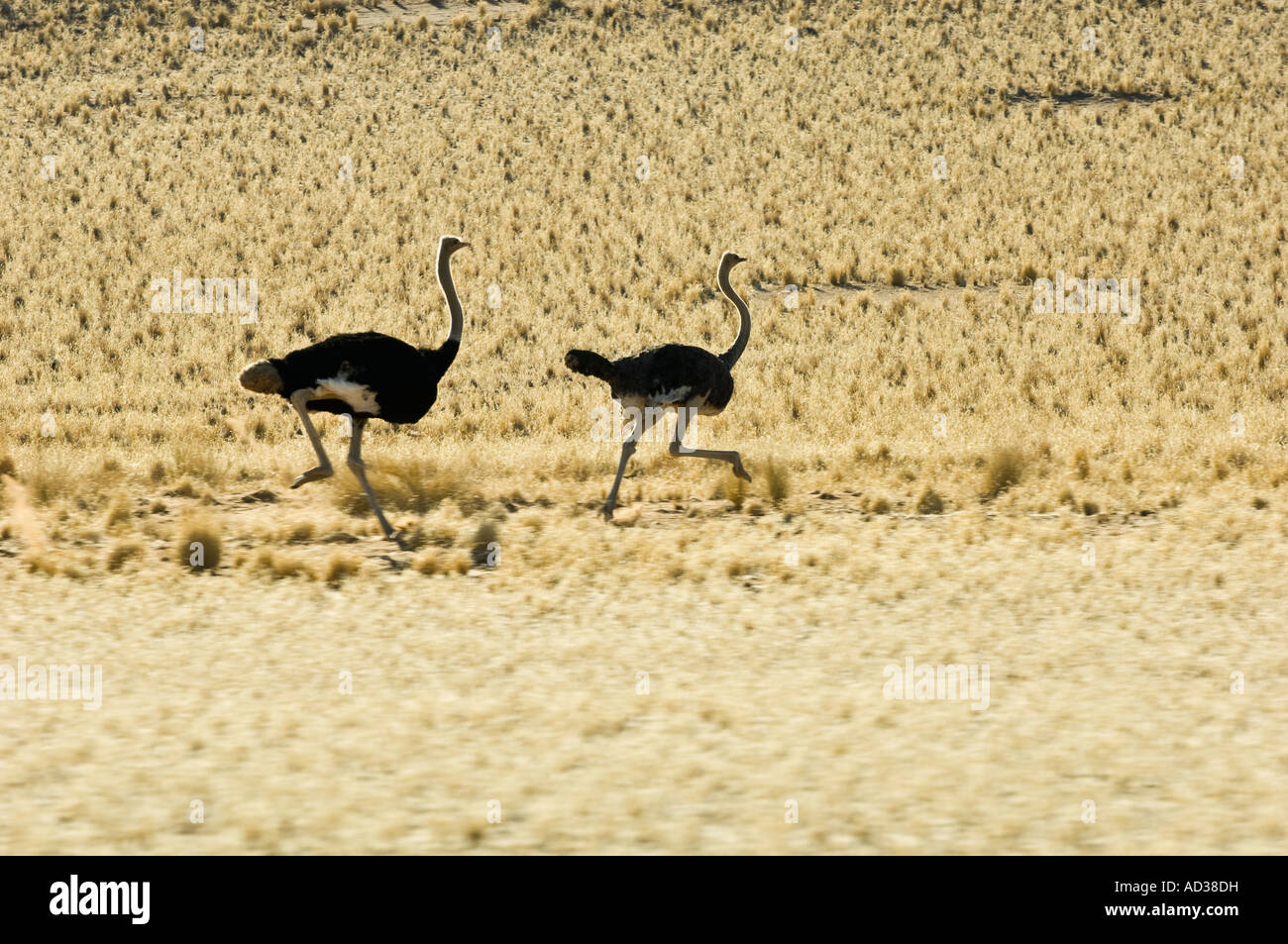 Two Ostriches running in Soussusvlei Namibia Stock Photo