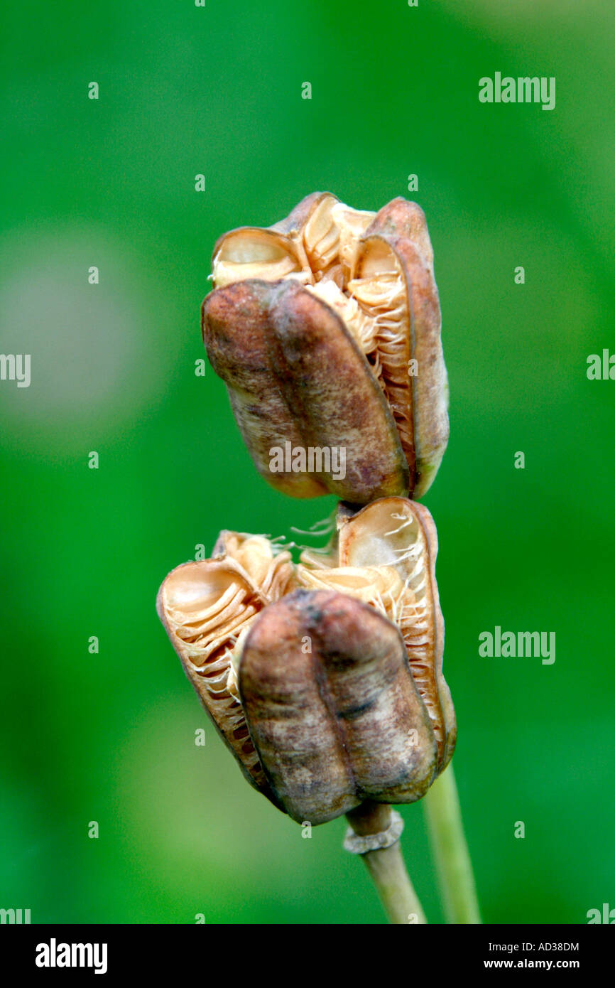 Seedhead of Fritillaria meleagris Stock Photo