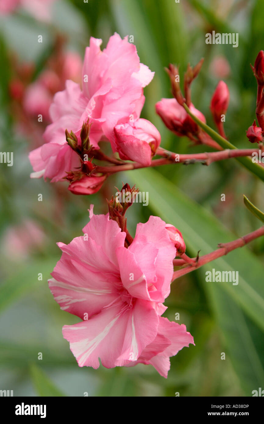 Nerium oleander fragrant semi double pink cultivar Stock Photo