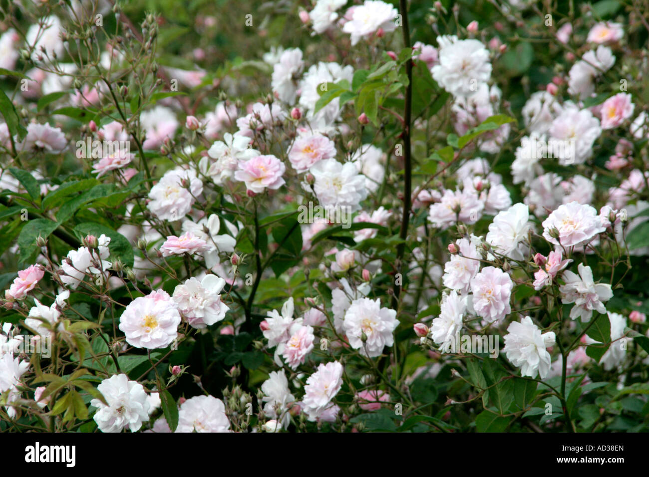 Pauls Himalayan Musk rose is a robust rambler with a single glorious flush of intenesely fragrant blooms in June Stock Photo