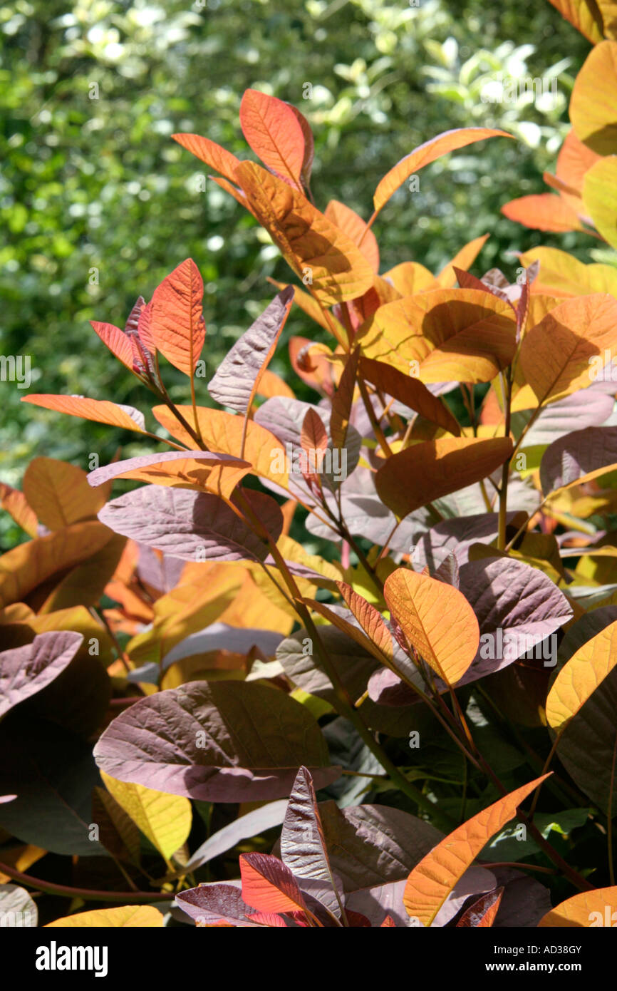 Cotinus Grace is particularly effective when backlit by the sun Stock Photo
