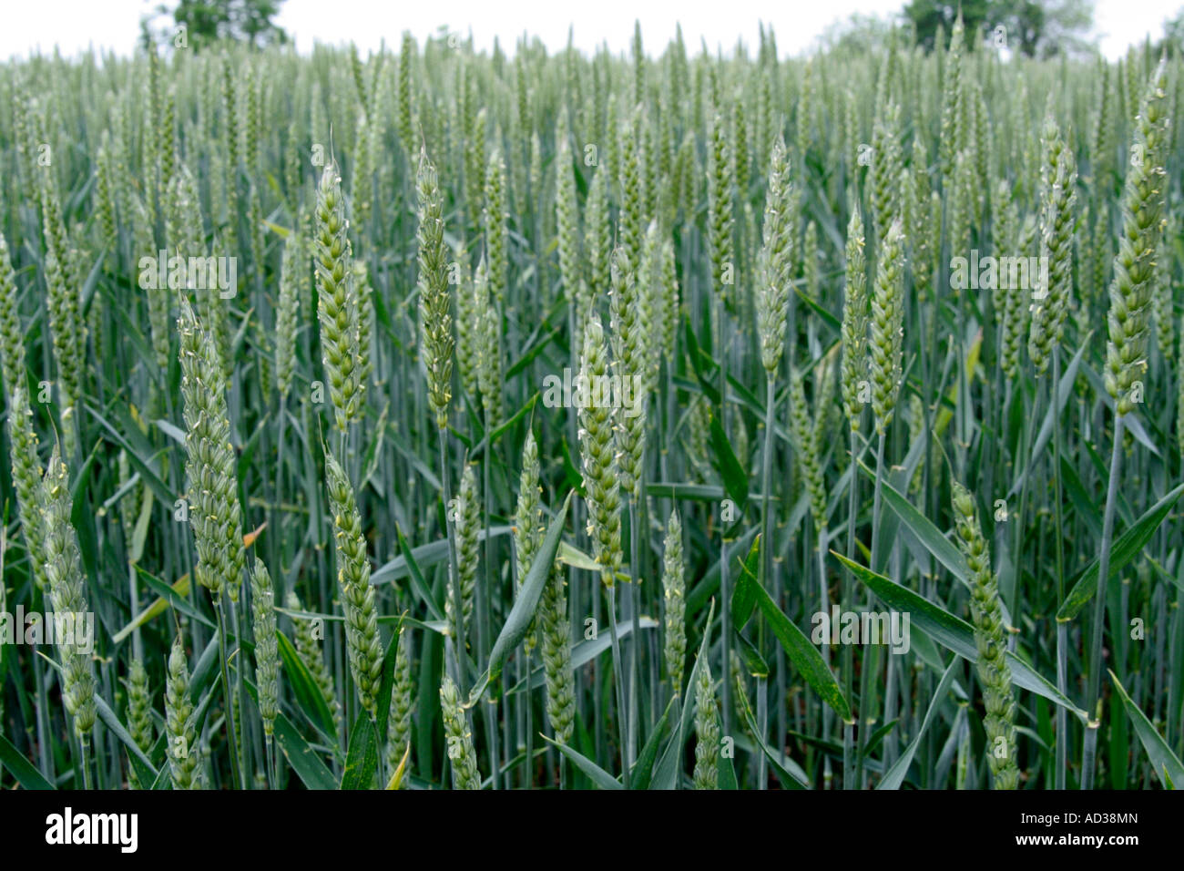Wheat crop in flower early June Stock Photo Alamy