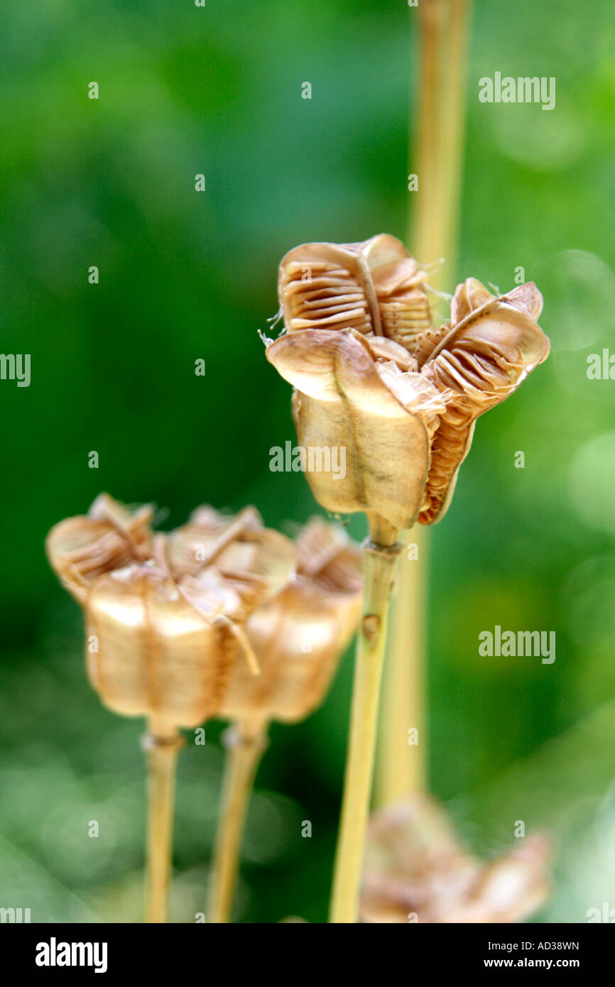 The seedheads of Fritillaria meleagris open in early June Stock Photo