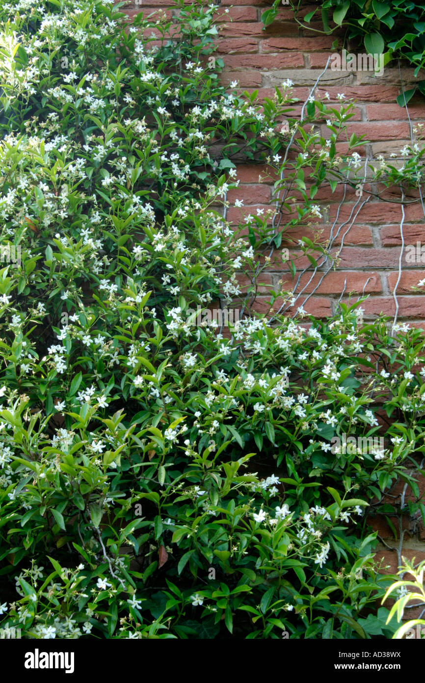 The fragrant evergreen climber Trachelospermum jasminoides Stock Photo