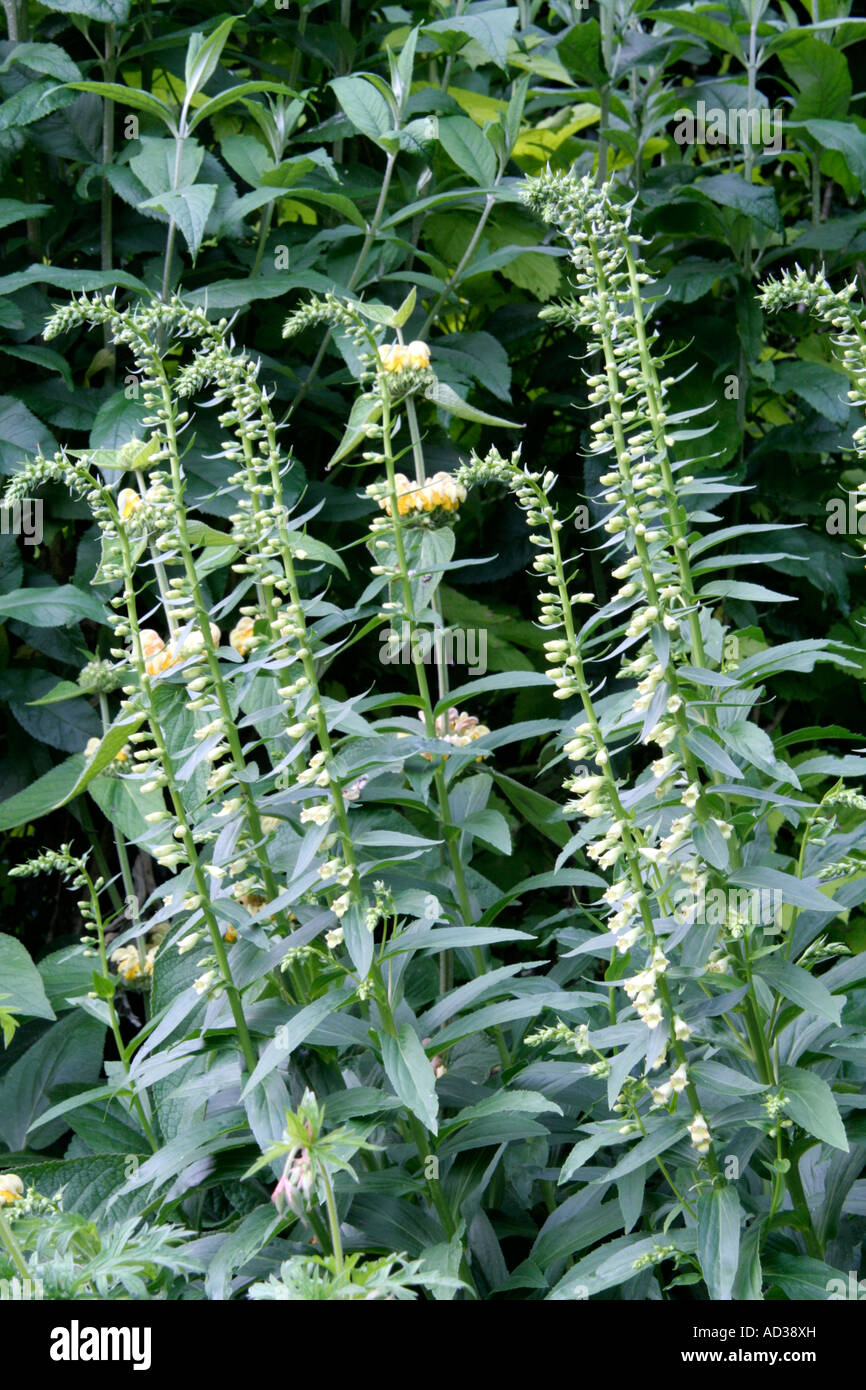 Digitalis lutea is a reliably perennial foxglove with creamy yellow flower spikes from JUne onwards Stock Photo