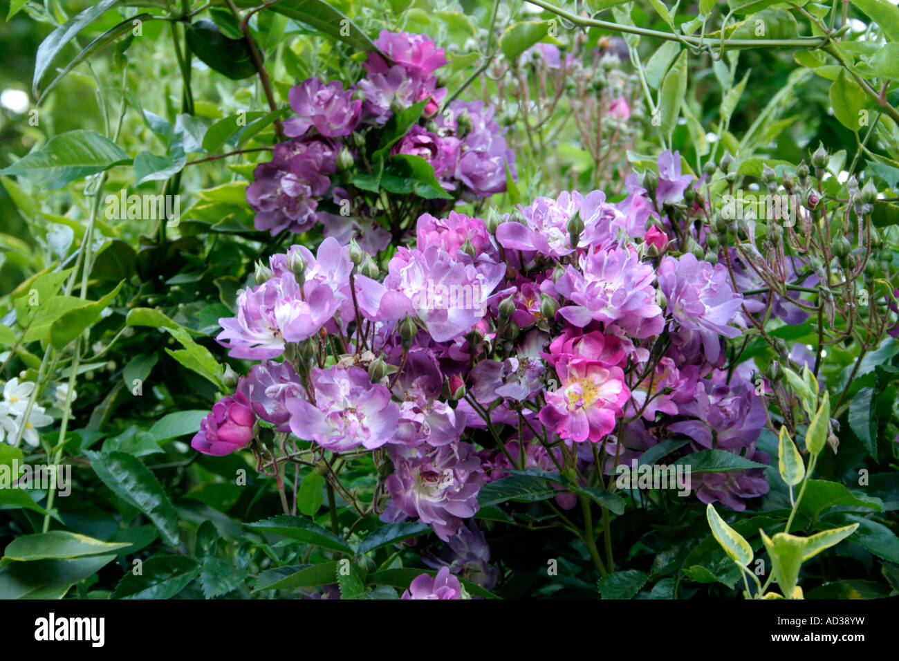 Thornless rambler Rose Veilchenblau Stock Photo