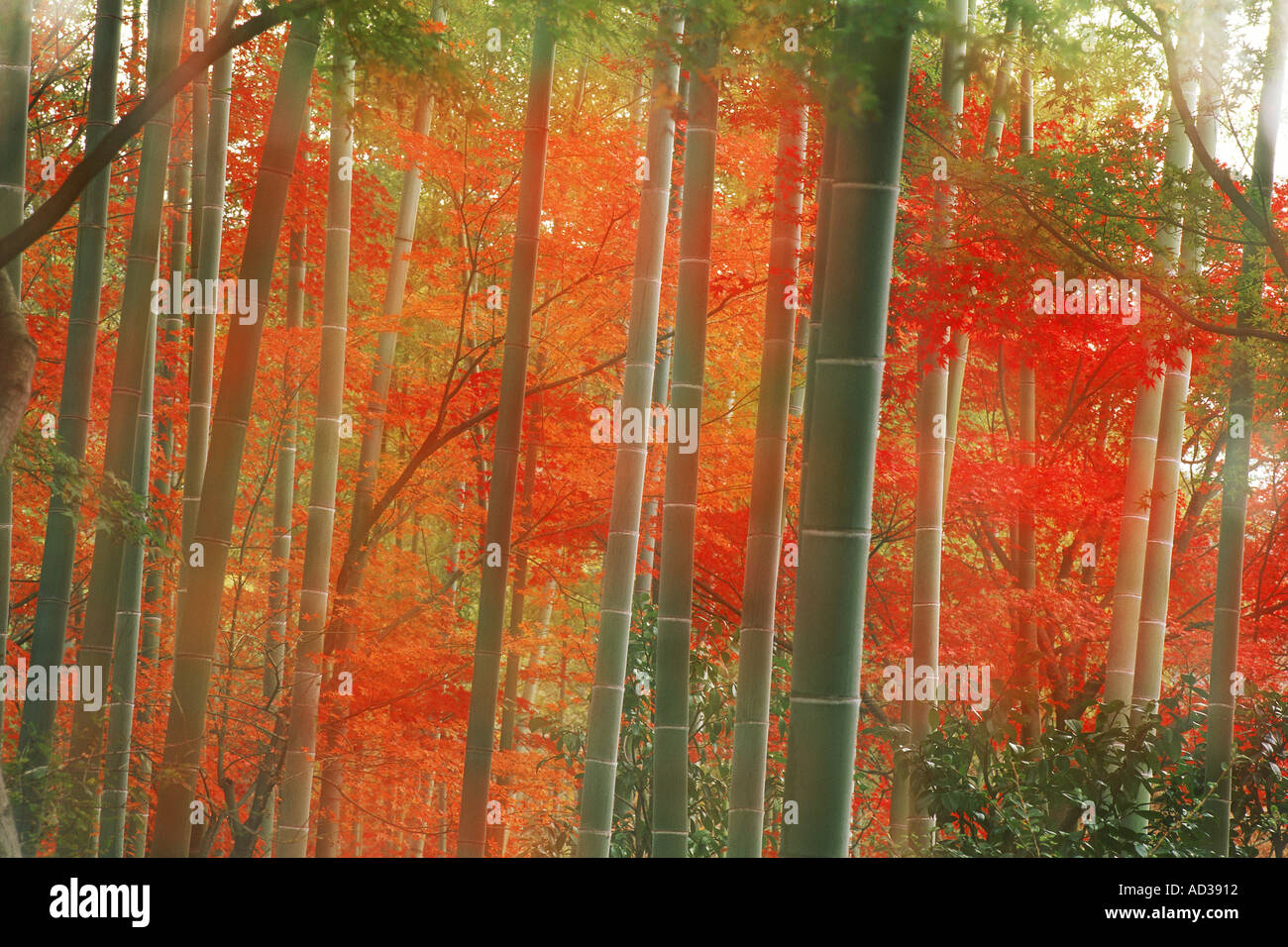 Misty sun filling bamboo forest in autumn at Arashiyama Park in Kyoto