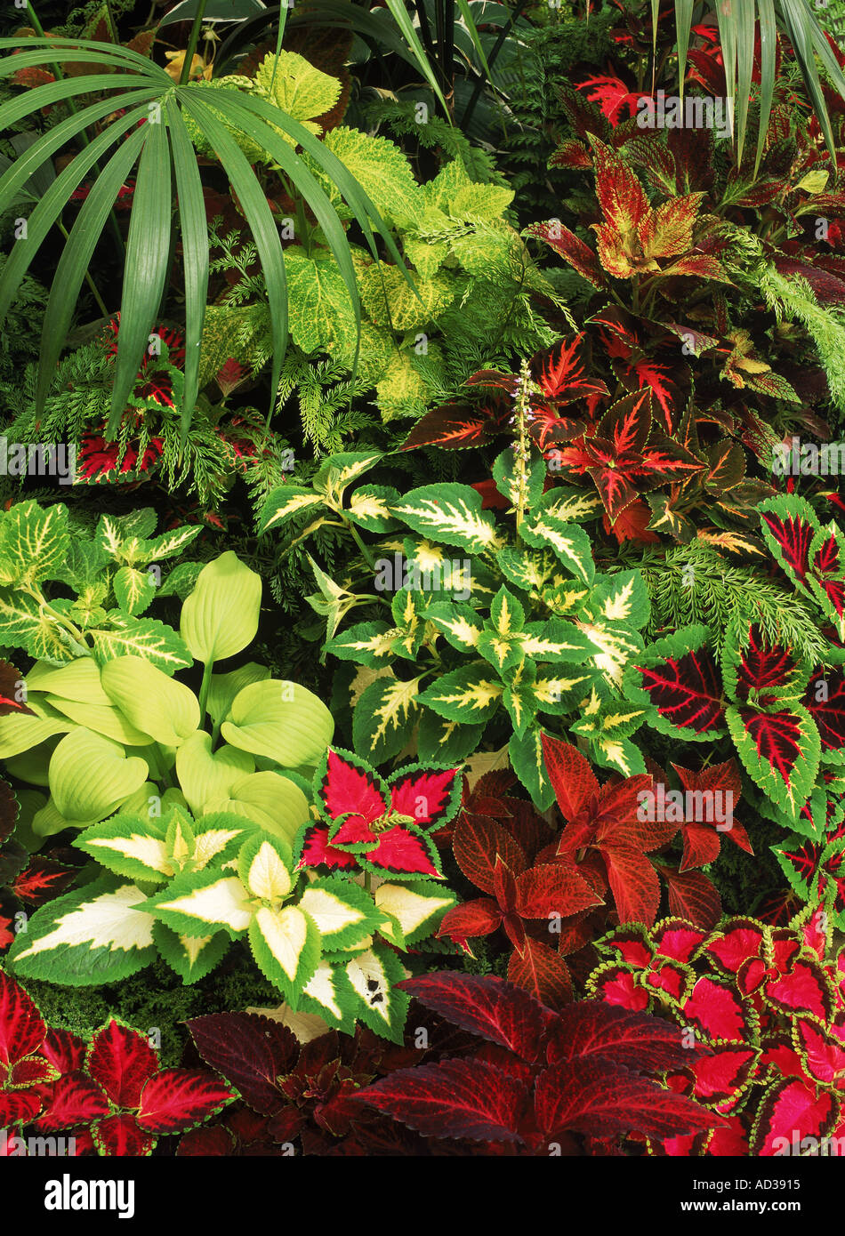 Colorful variations of Coleus Solenostemon scutellariodes leaves Stock Photo