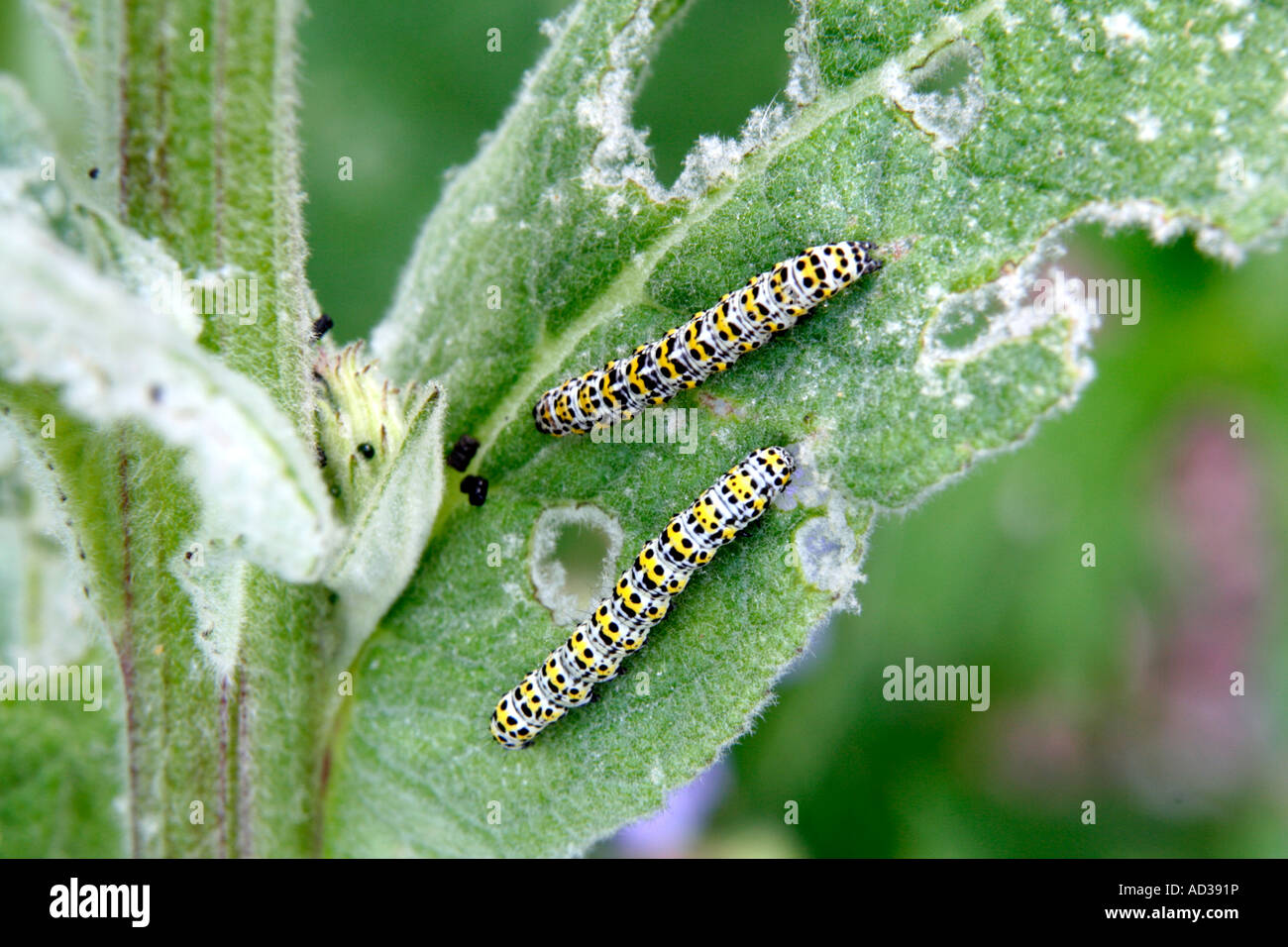 Mullein moth caterpillars on Verbascum in early June Stock Photo