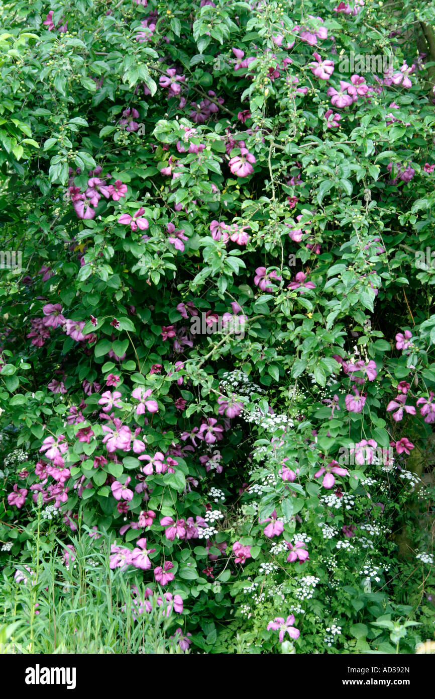 Clematis Margot Koster early June Stock Photo