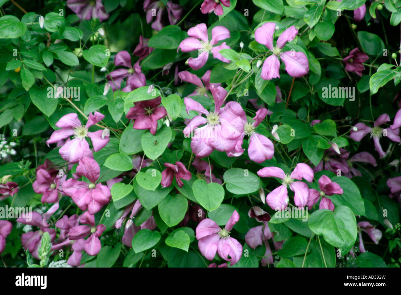 Clematis Margot Koster early June Stock Photo