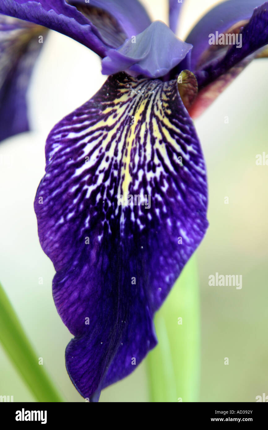 Iris bulleyana ACE 1819 Stock Photo