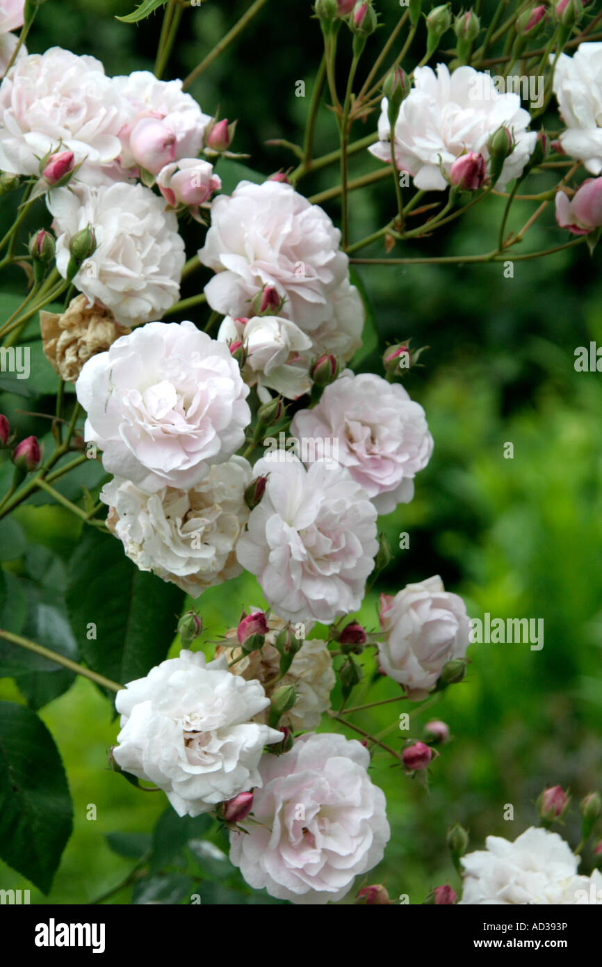 Pink Noisette, Rosa Noisettiana Purpurea Stock Photo - Alamy