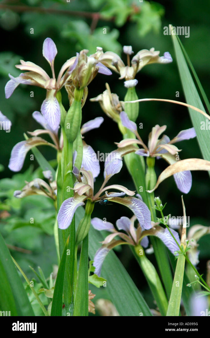 Iris foetidissima Stock Photo