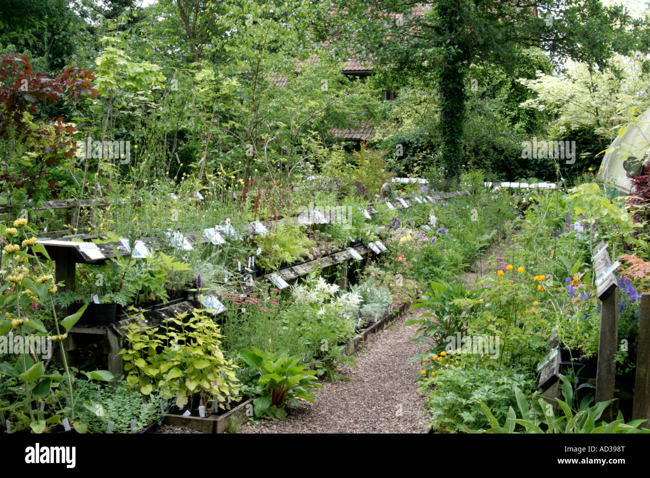 Sampford Shrubs nursery June 2007 Stock Photo Alamy