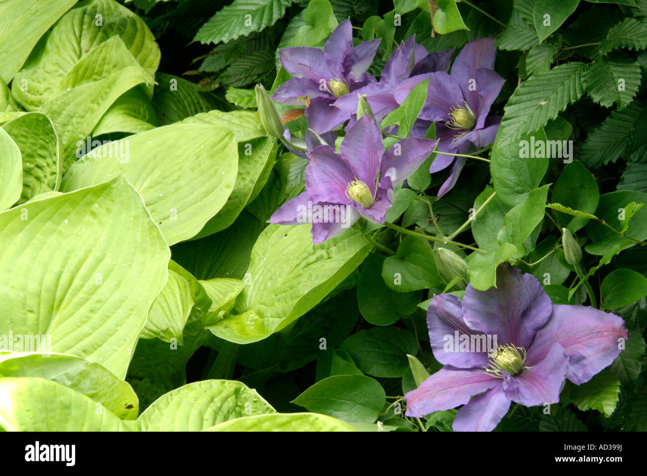 Hosta August Moon with Clematis General Sikorsky Stock Photo