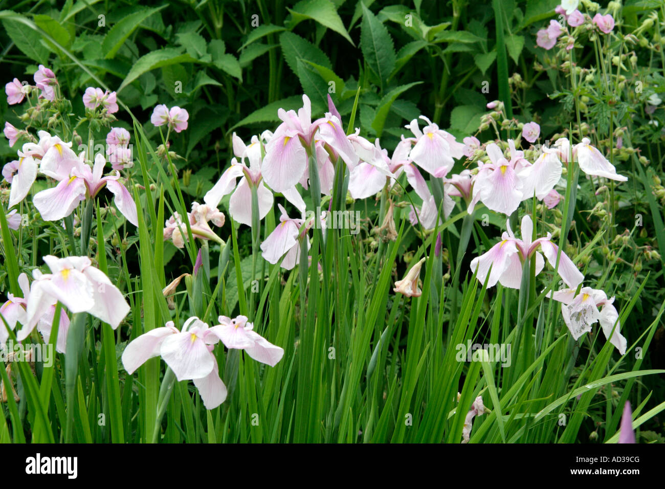 Iris ensata Rose Queen Stock Photo