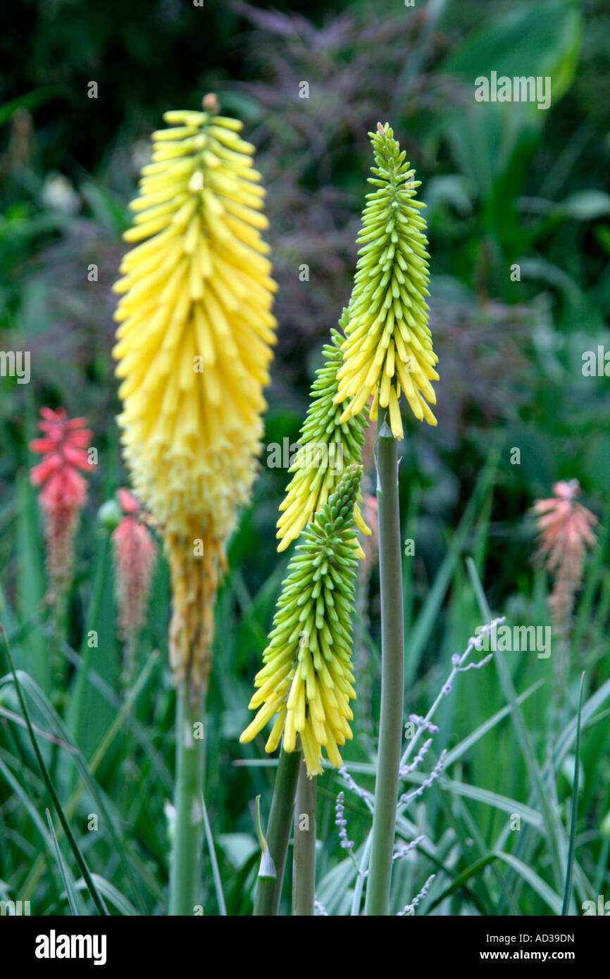 Kniphofia Goldfinch Stock Photo