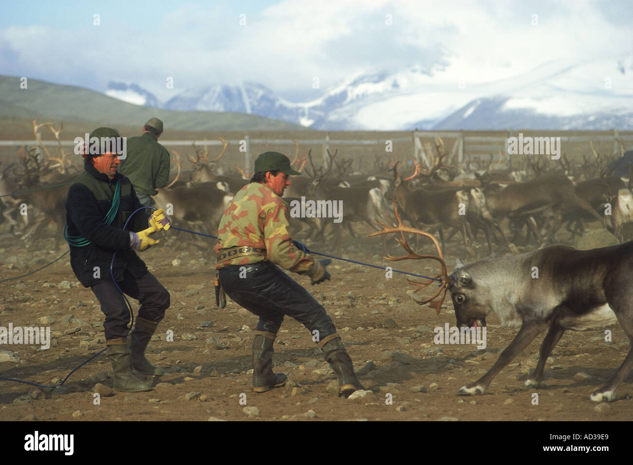 Lapps Humans Lapps in Sweden using ropes to lasso reindeer in roundup pens above ...