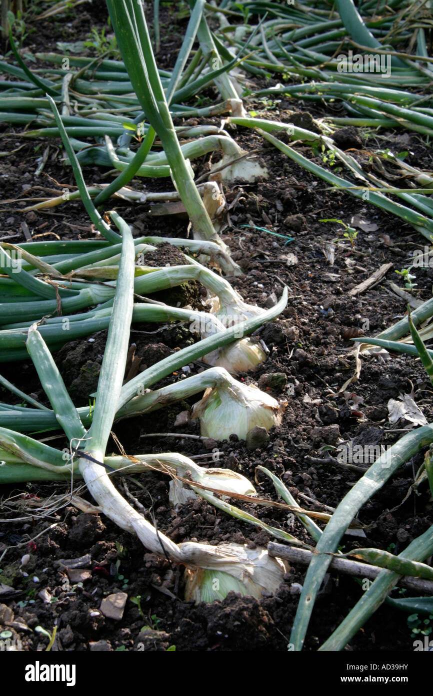 Allium Senshyu Yellow onions from October sown sets and approaching harvest in mid June Stock Photo