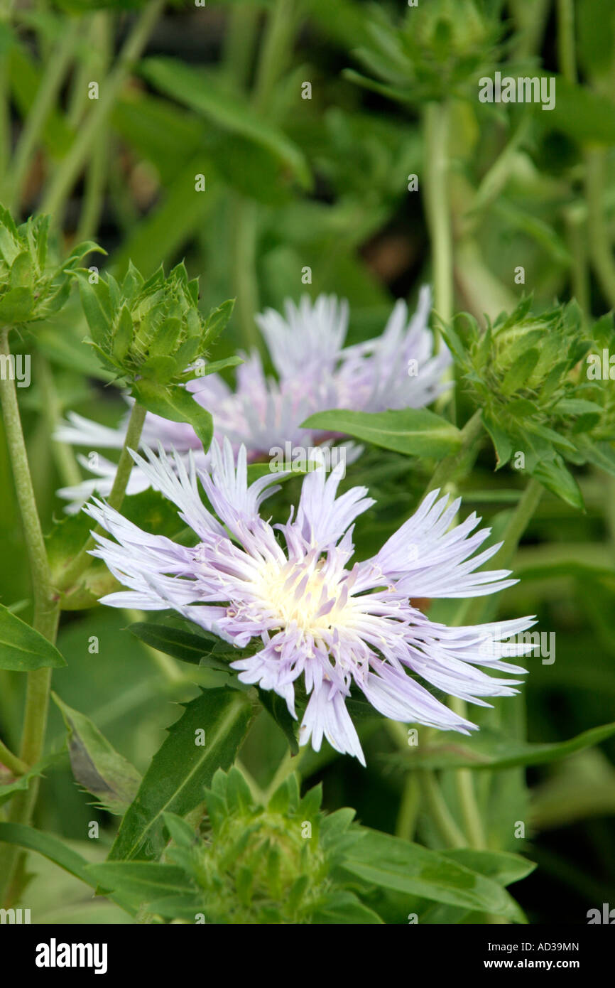 Stokaesia laevis Blue Star Stock Photo