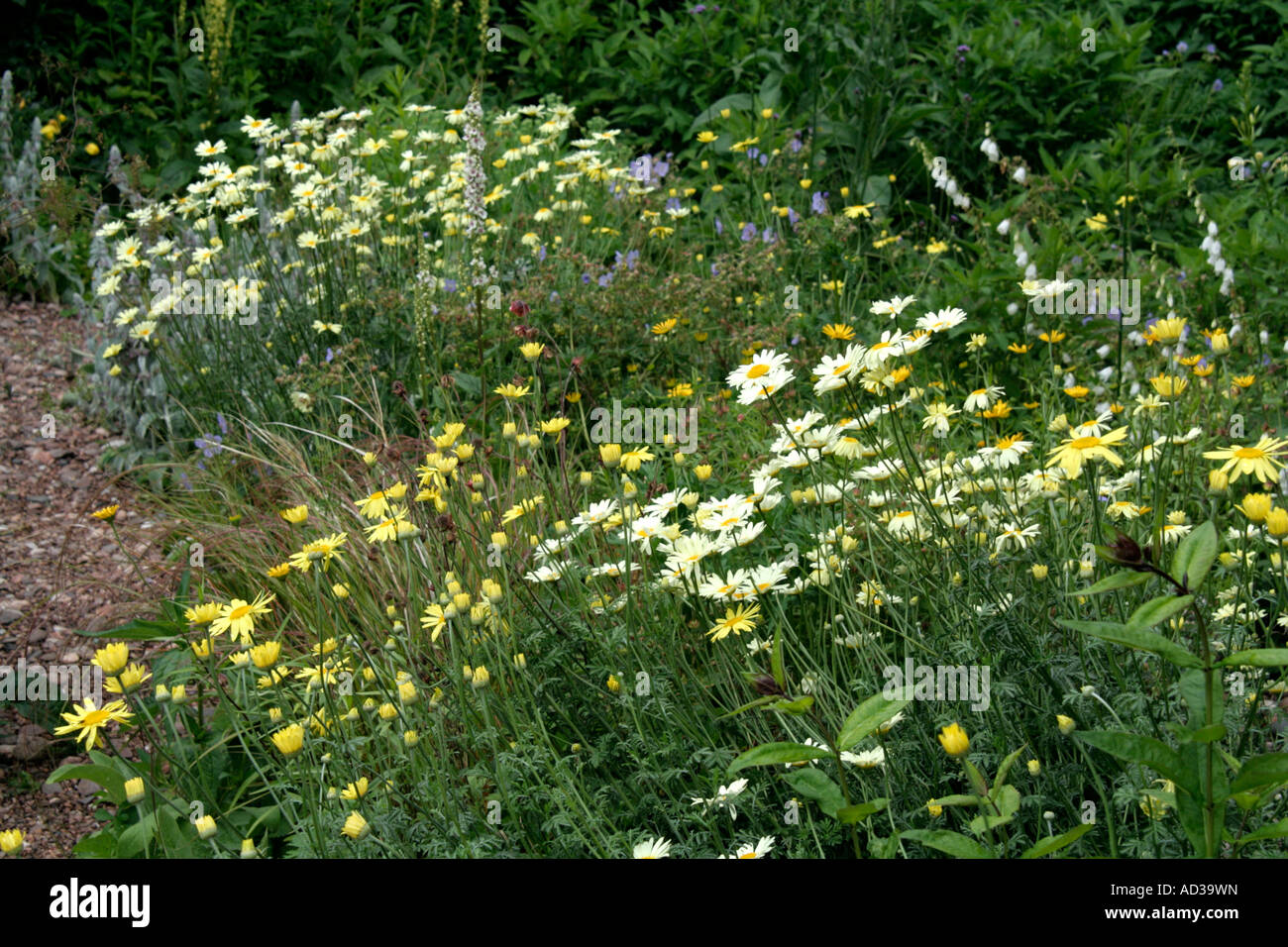 Part of the stone garden at Holbrook Devon late June with Anthemis E C Buxton and Anthemis Wargrave variety the paler daisy Stock Photo