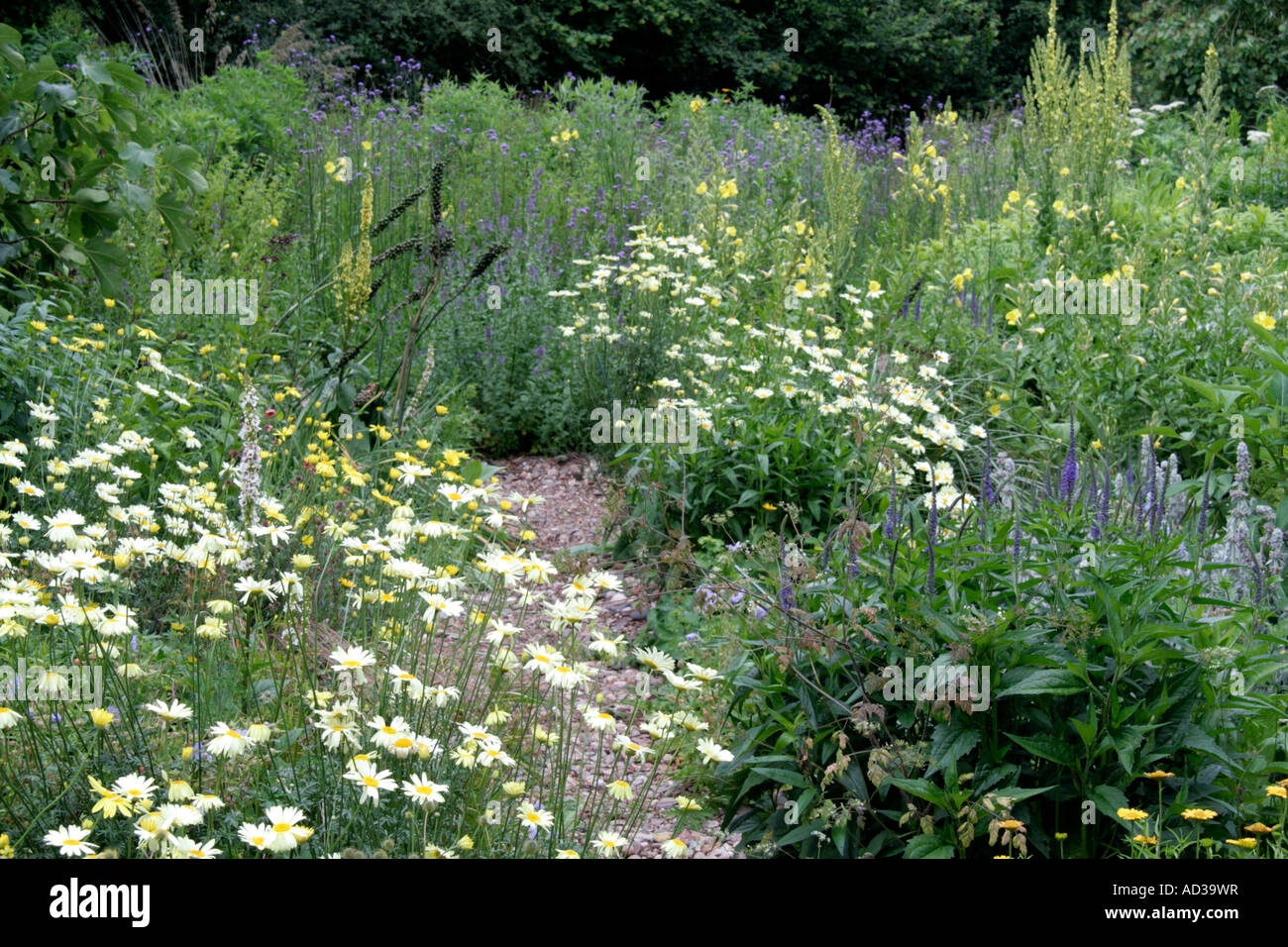 Part of the stone garden at Holbrook Devon late June with Anthemis E C Buxton and Anthemis Wargrave variety the paler daisy Stock Photo