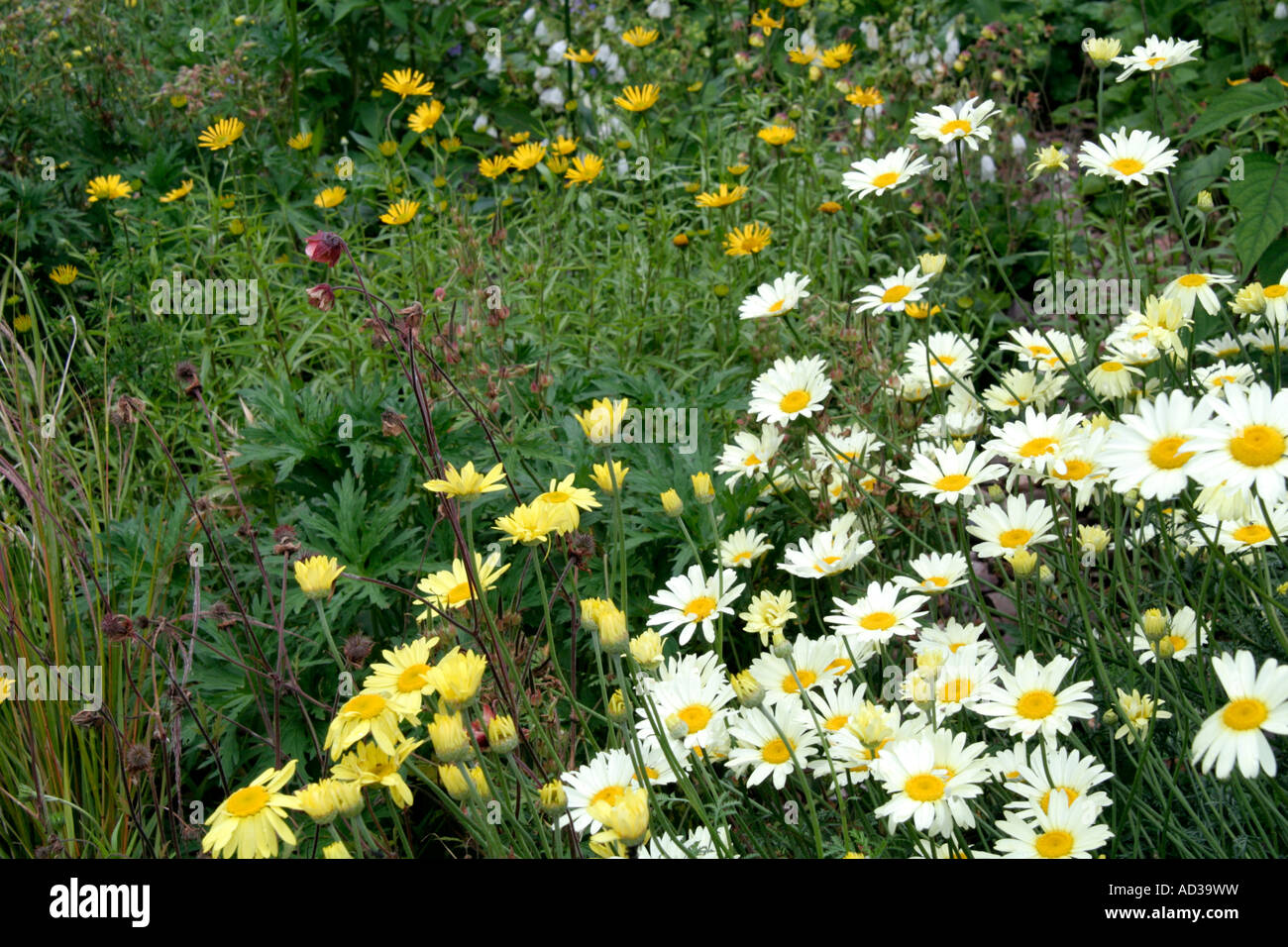 Yellow summer daisiies late June with Anthemis Wargrave variety pale lemon Anthemis E C Buxton Stock Photo