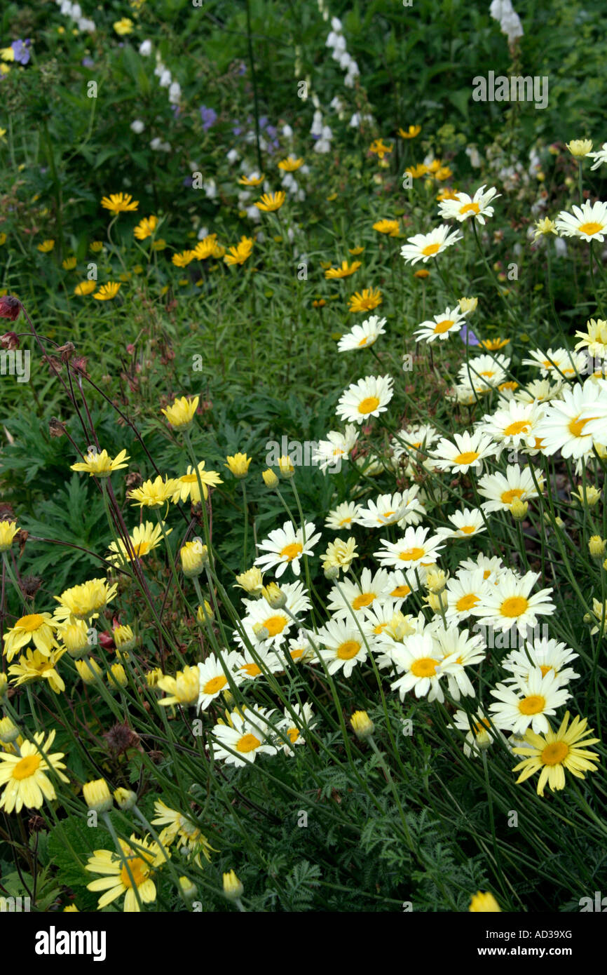 Yellow summer daisiies late June with Anthemis Wargrave variety pale lemon Anthemis E C Buxton Stock Photo