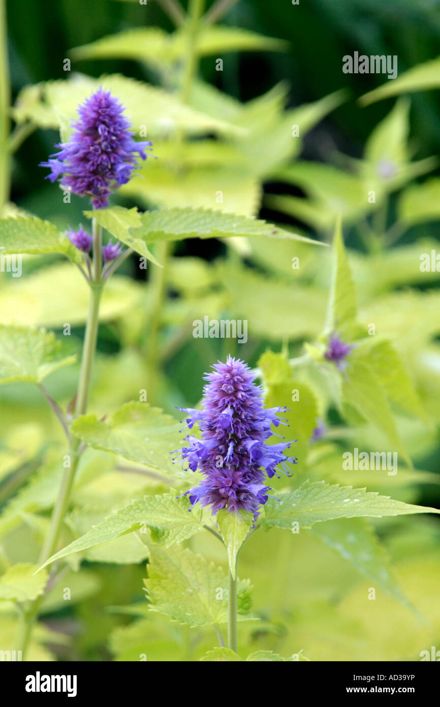 Agastache rugosa jubilee hires stock photography and images Alamy