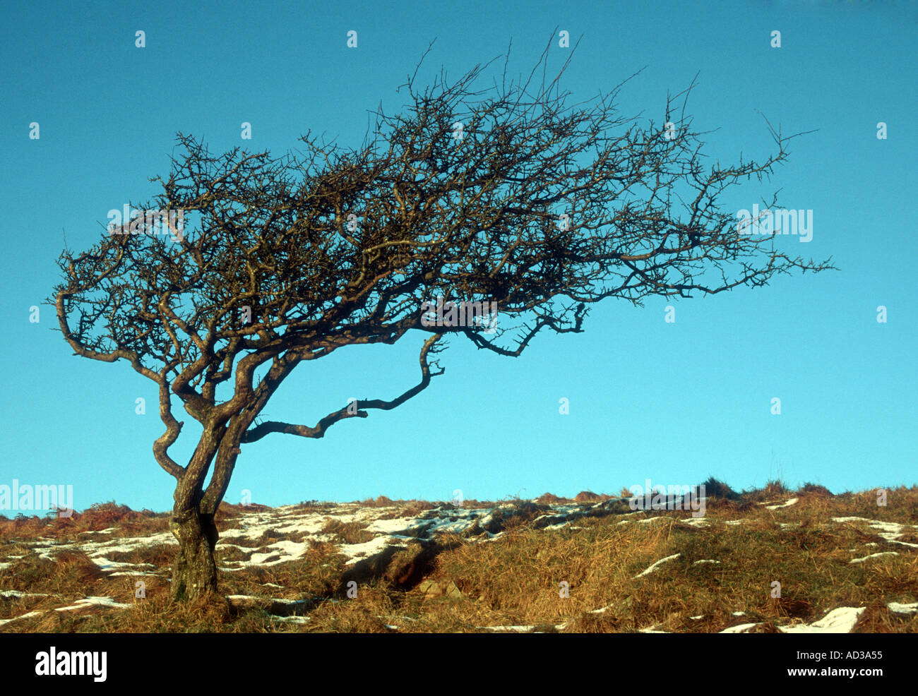 Windswept and battered tree hires stock photography and images Alamy