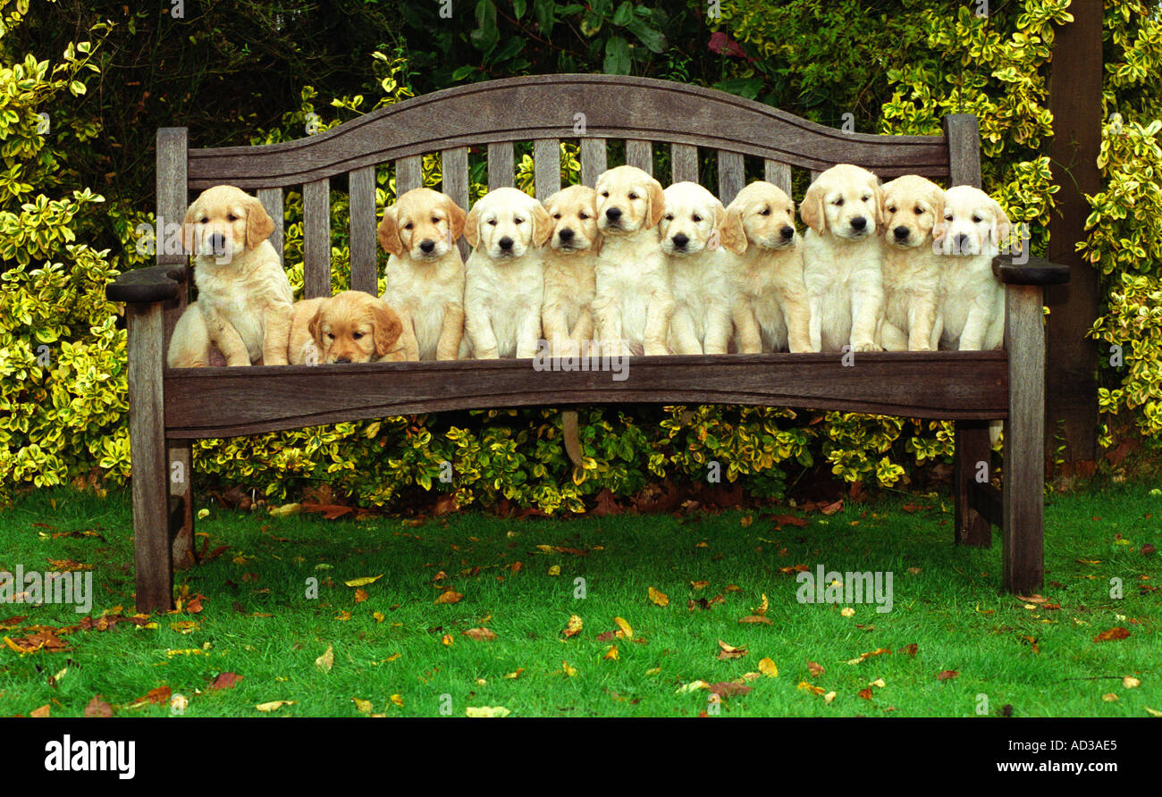 11 pure bred Golden Retriever pups sitting on a bench, UK Stock Photo -  Alamy