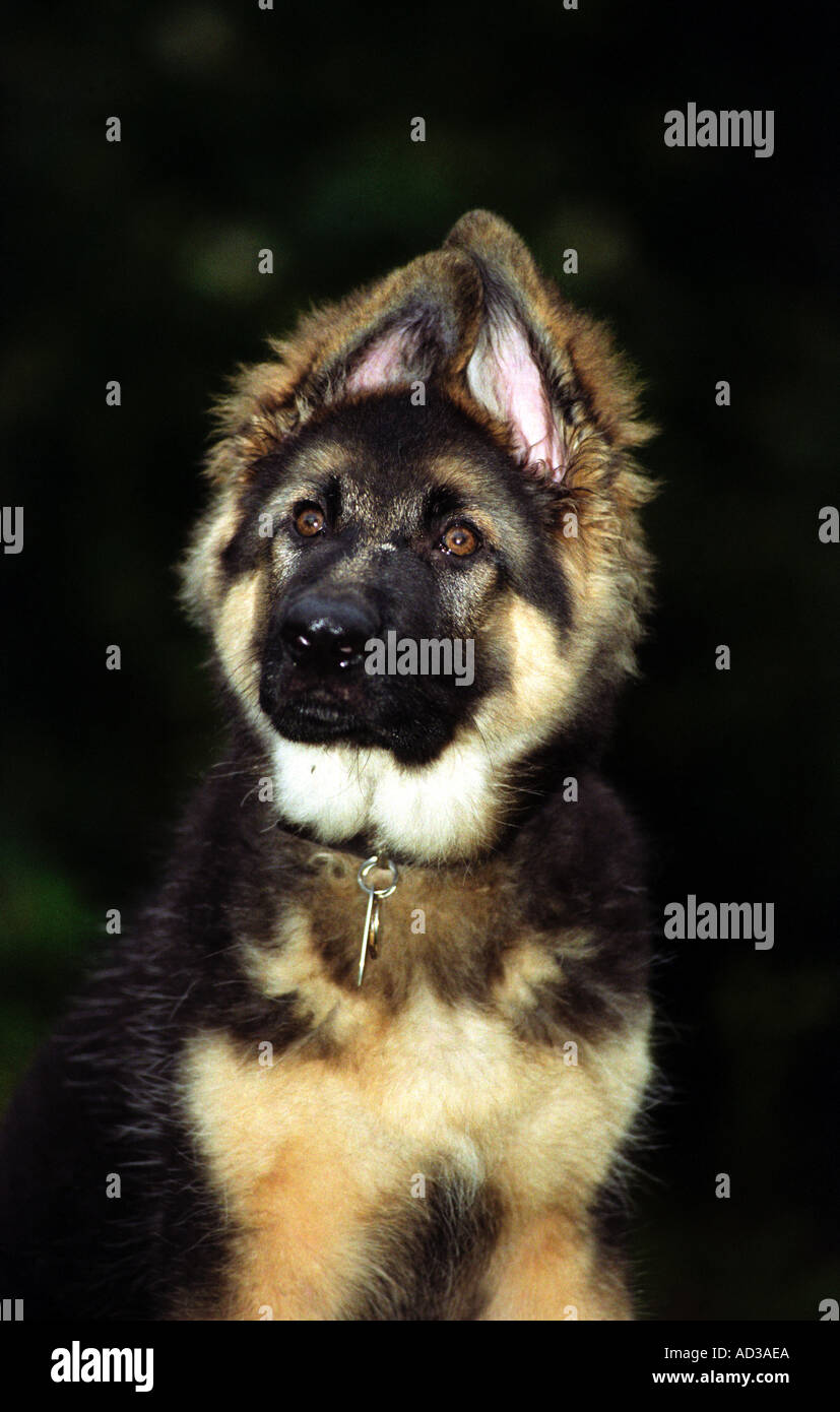 German Shepherd Guide Dog High Resolution Stock Photography And Images Alamy
