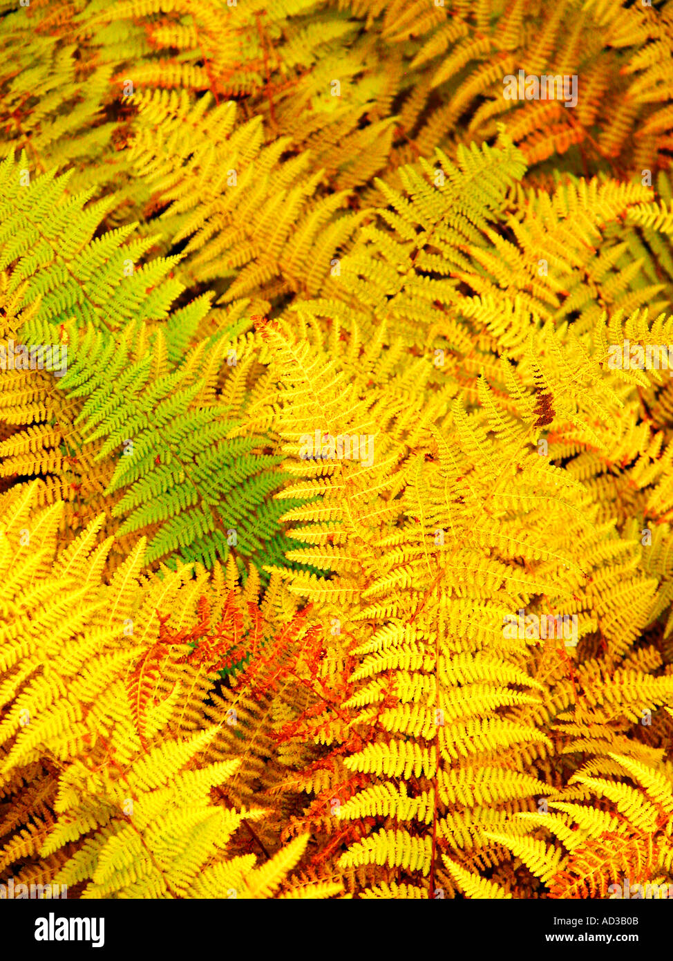 Several green ferns growing hi-res stock photography and images - Alamy