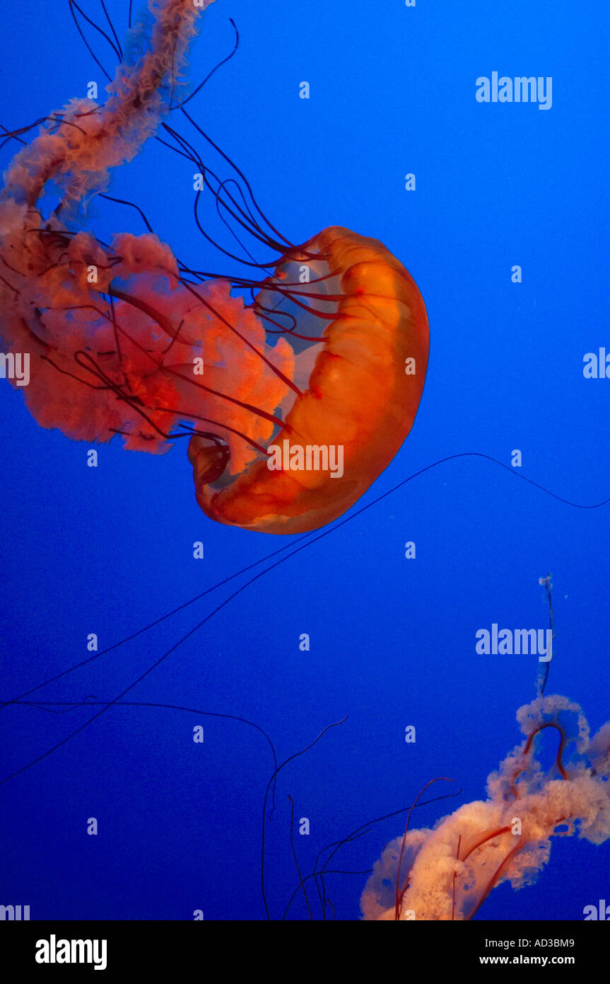 Box jellyfish swimming with a blue background. Stock Photo