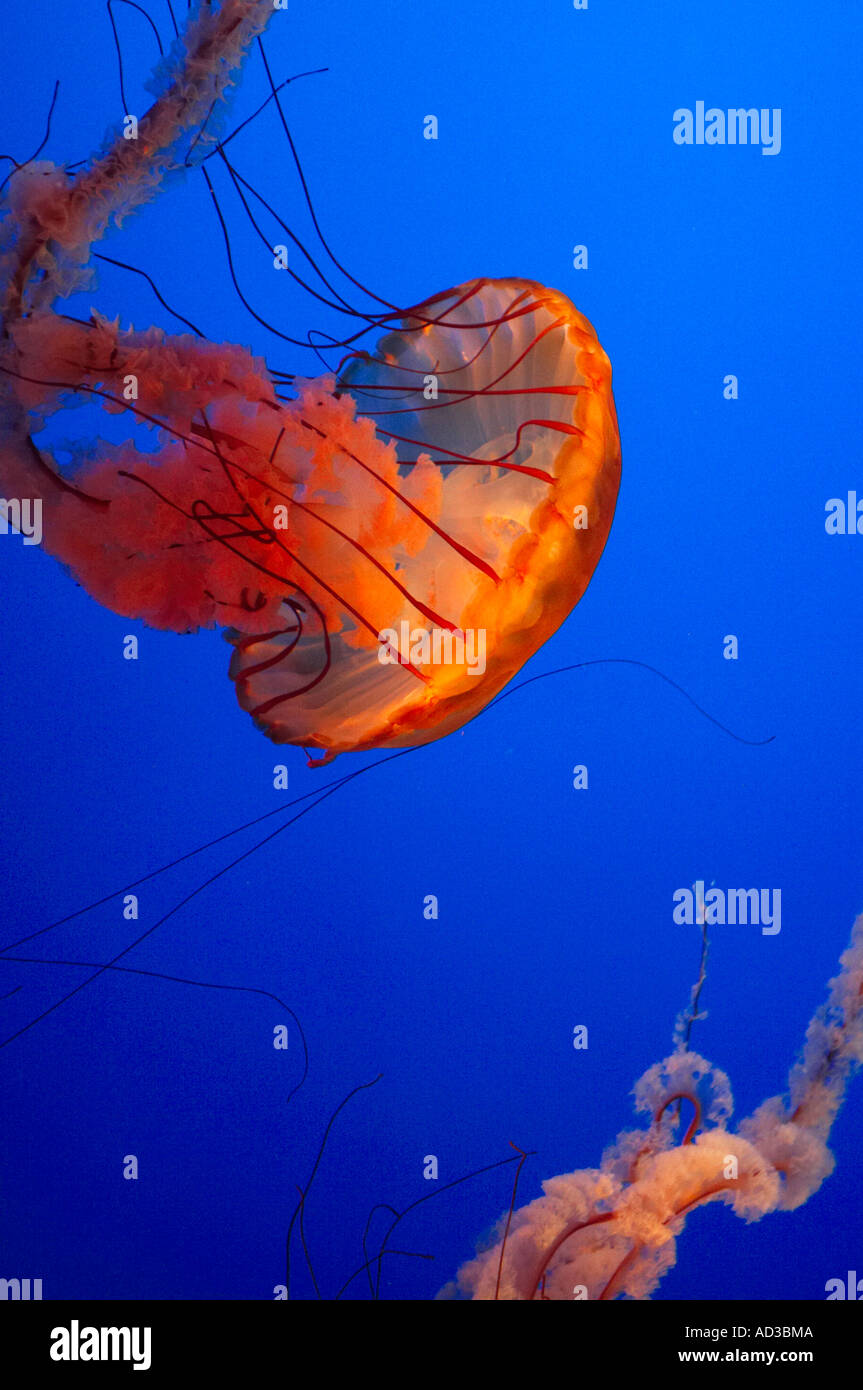 Box jellyfish swimming with a blue background. Stock Photo