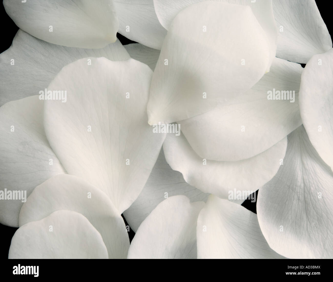 white rose petals Stock Photo Alamy