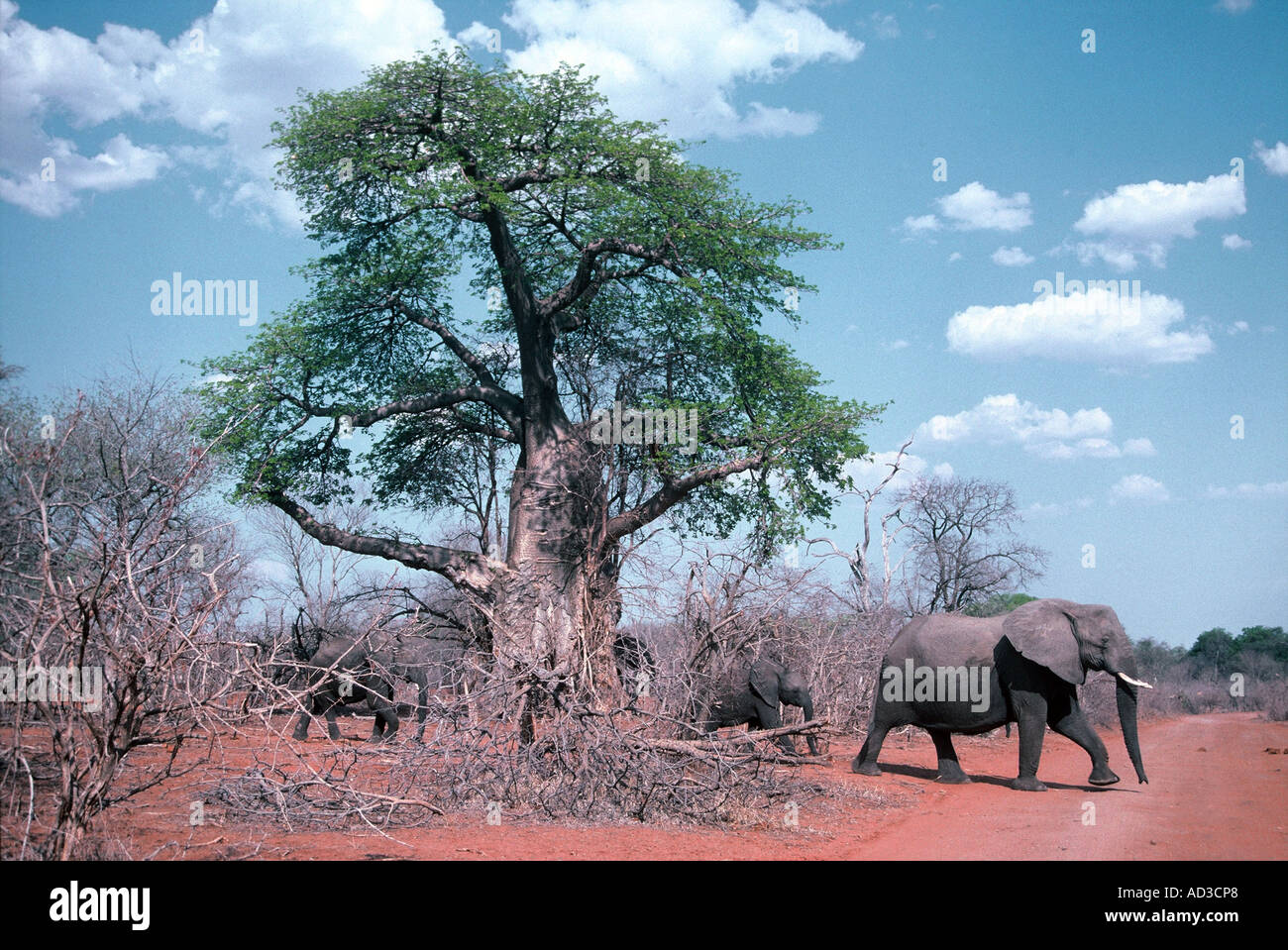 Elephants and baobab,Loxodonta africana Stock Photo Alamy